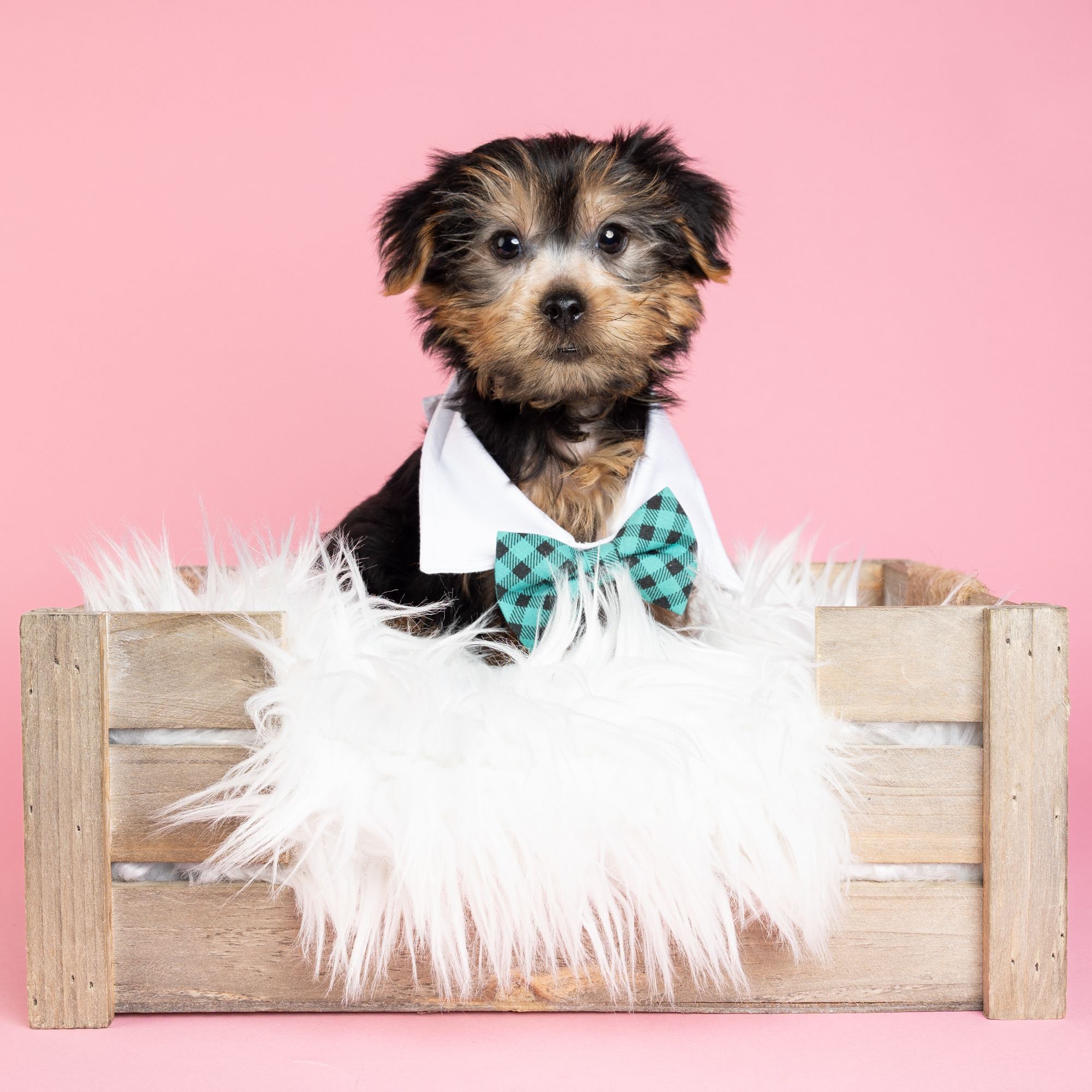 Ezra the Yorkshire Terrier puppy