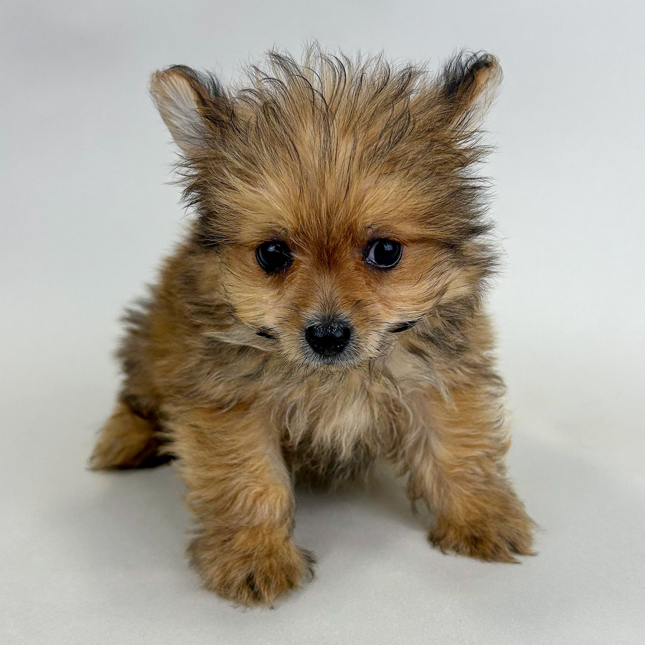 Maguire the Pompoo puppy