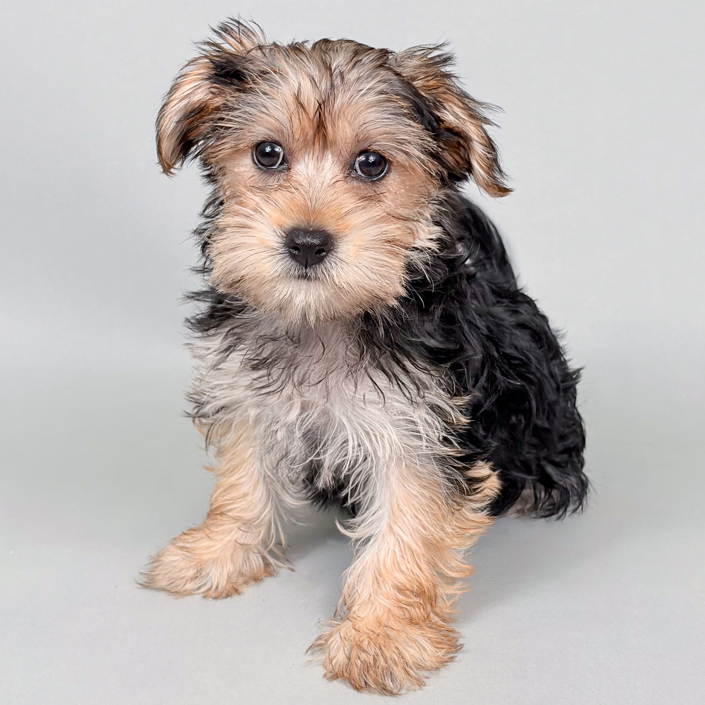 Jasmine the Morkie puppy
