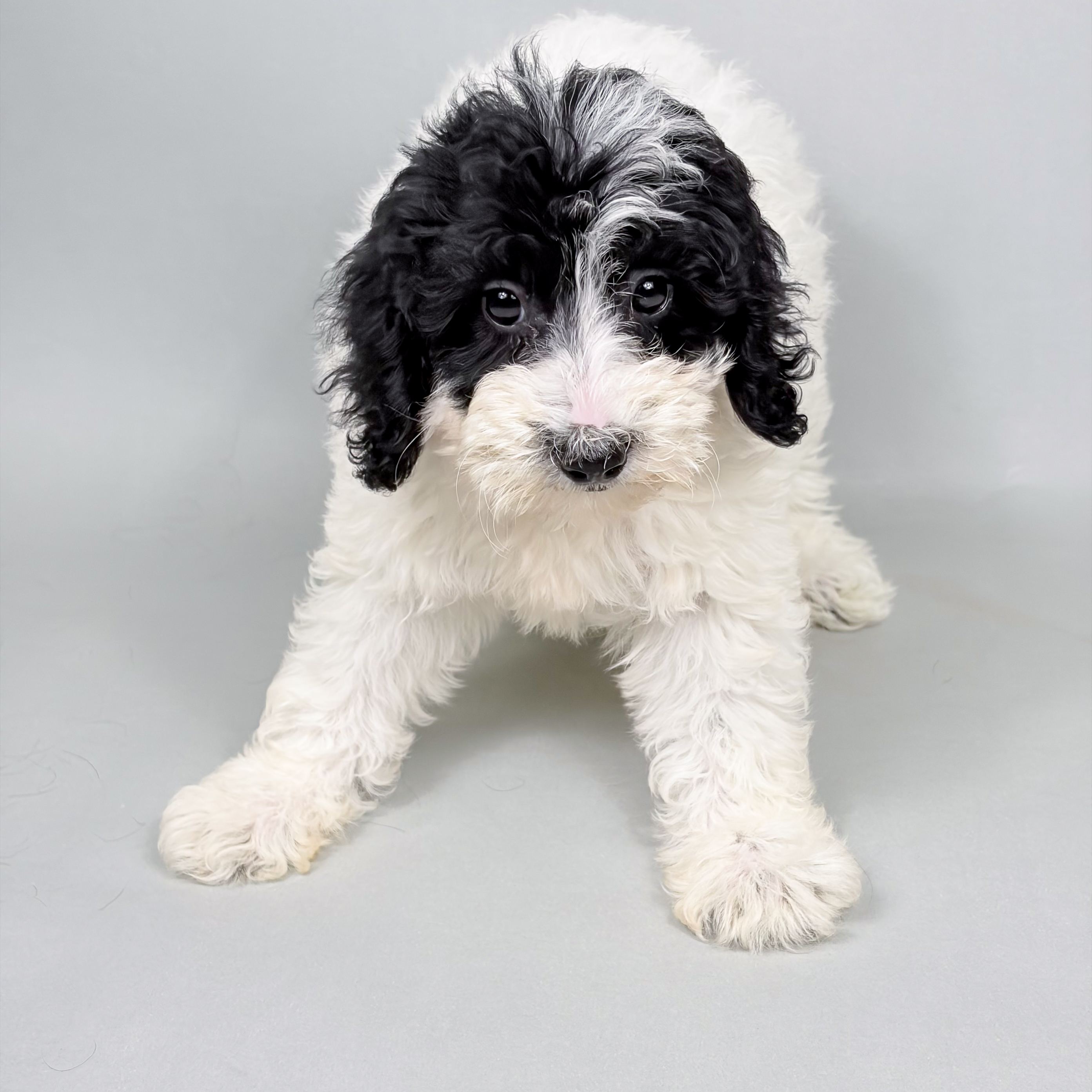 Veronica the Mini Bernedoodle puppy