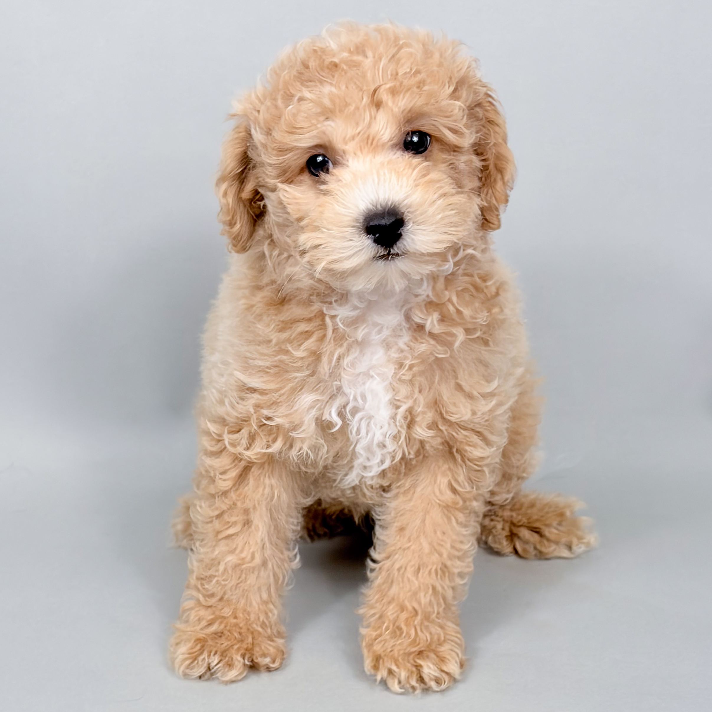 Wheeler the Mini Poodle puppy