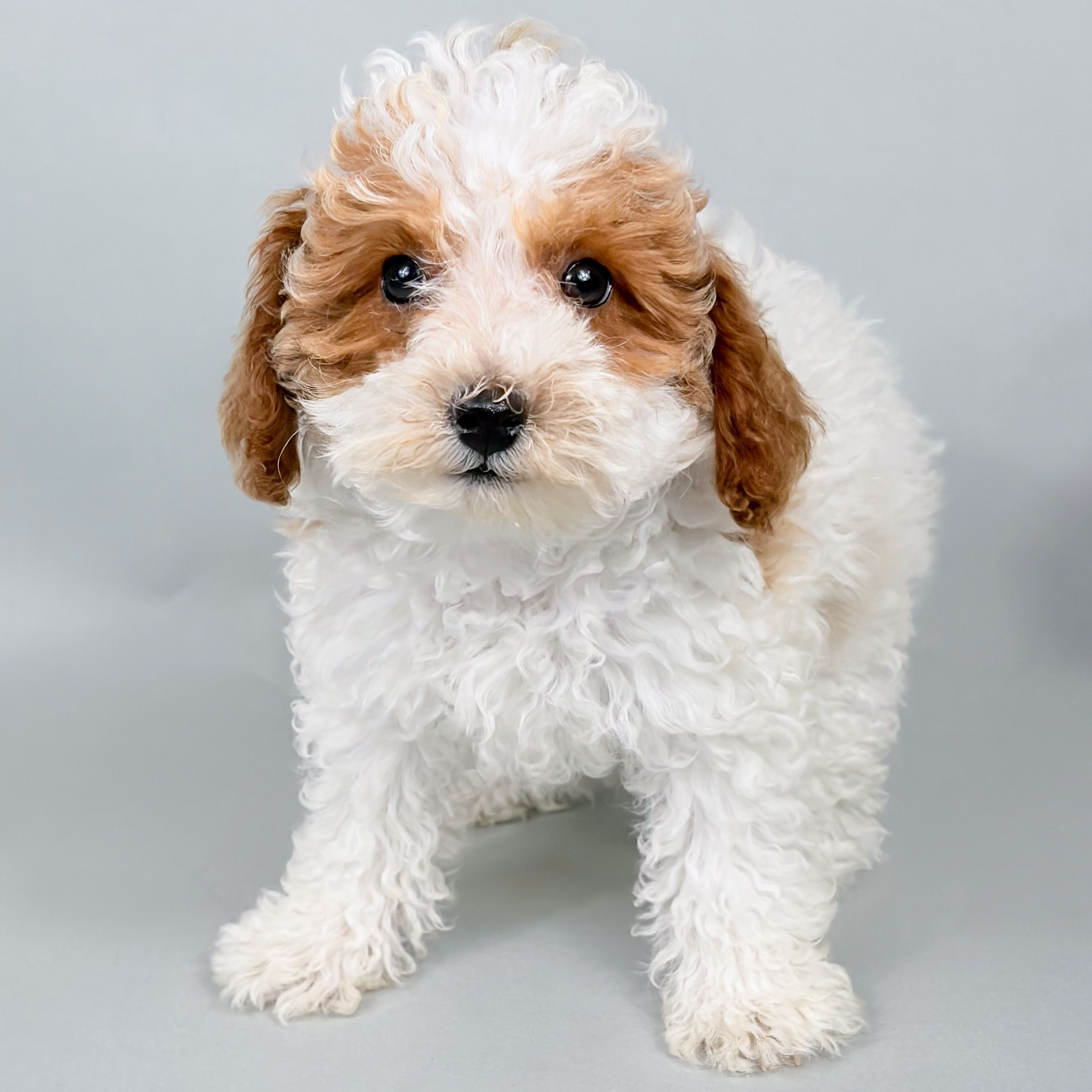 Paris the Mini Poodle puppy