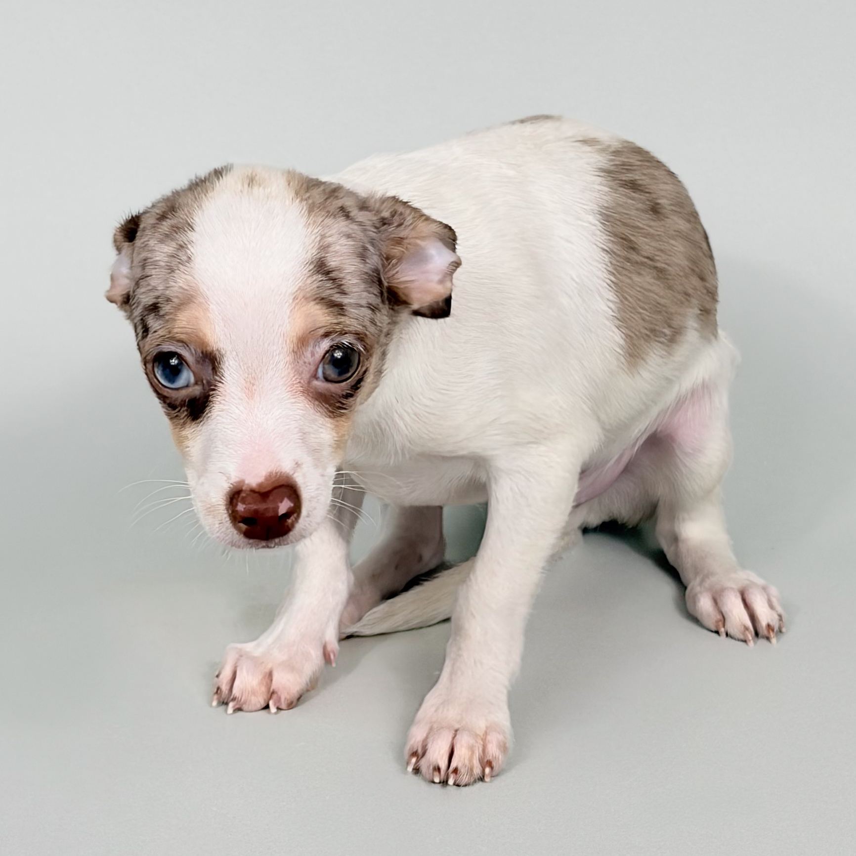 Hogan puppy