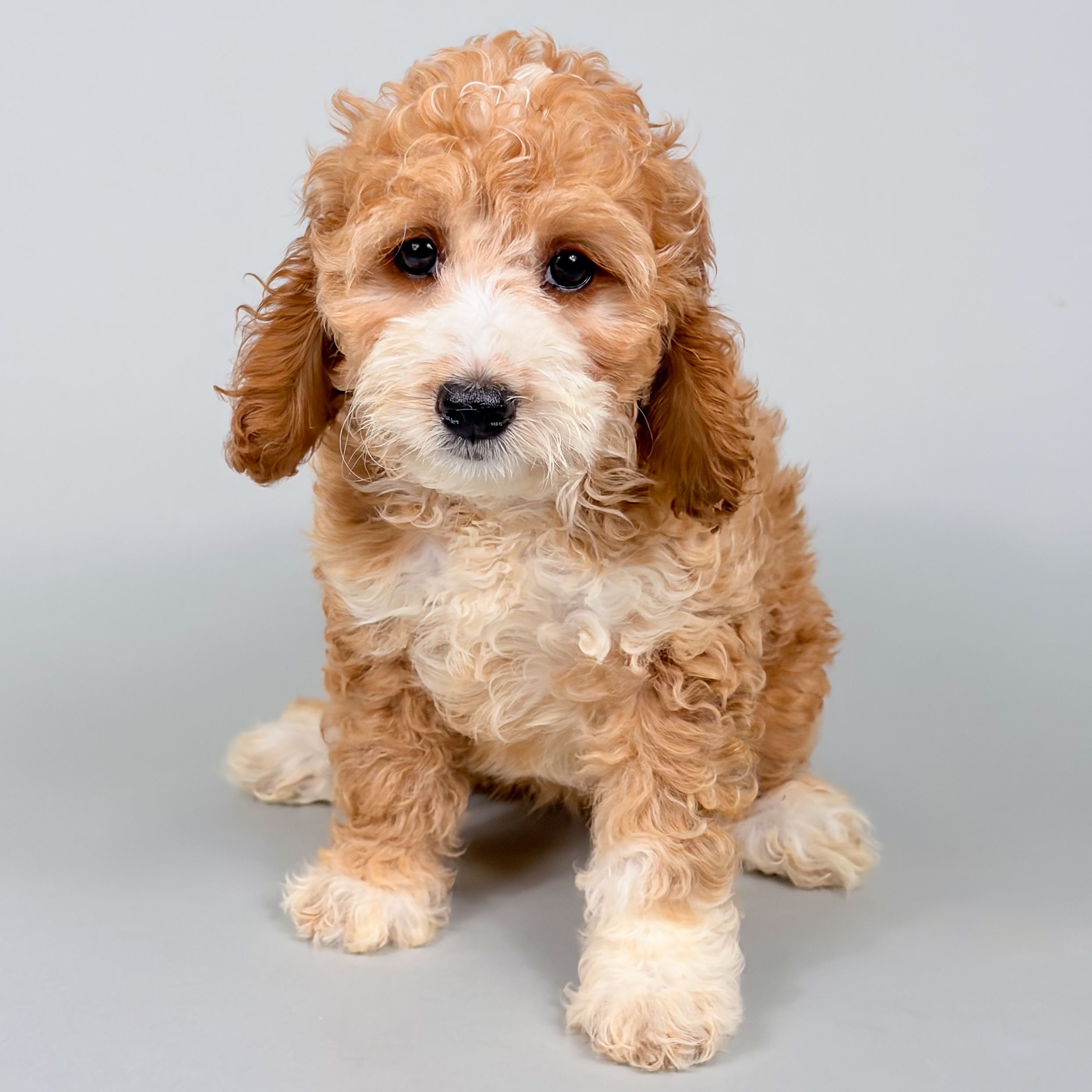 Dolce the Cockapoo puppy