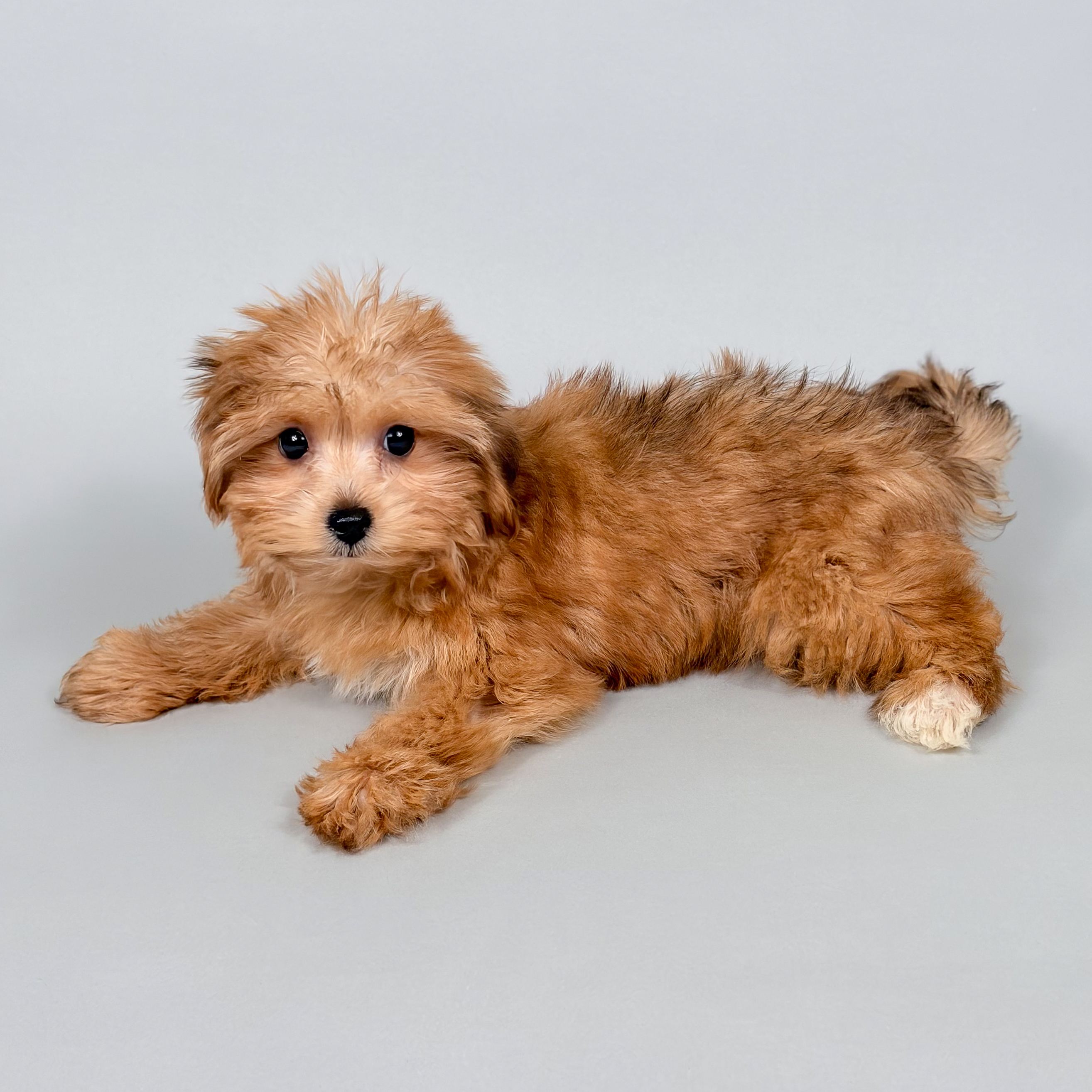 Demi thumbnail 3