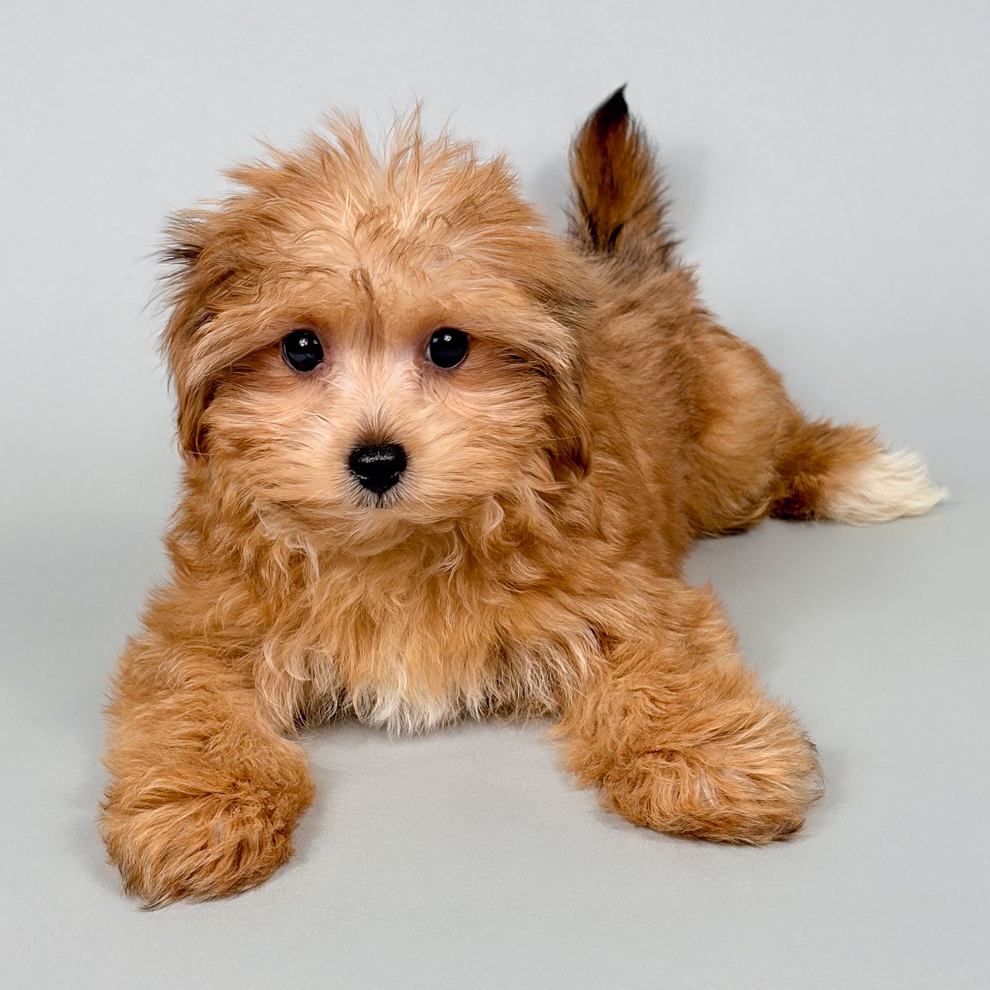 Demi the Morkie puppy