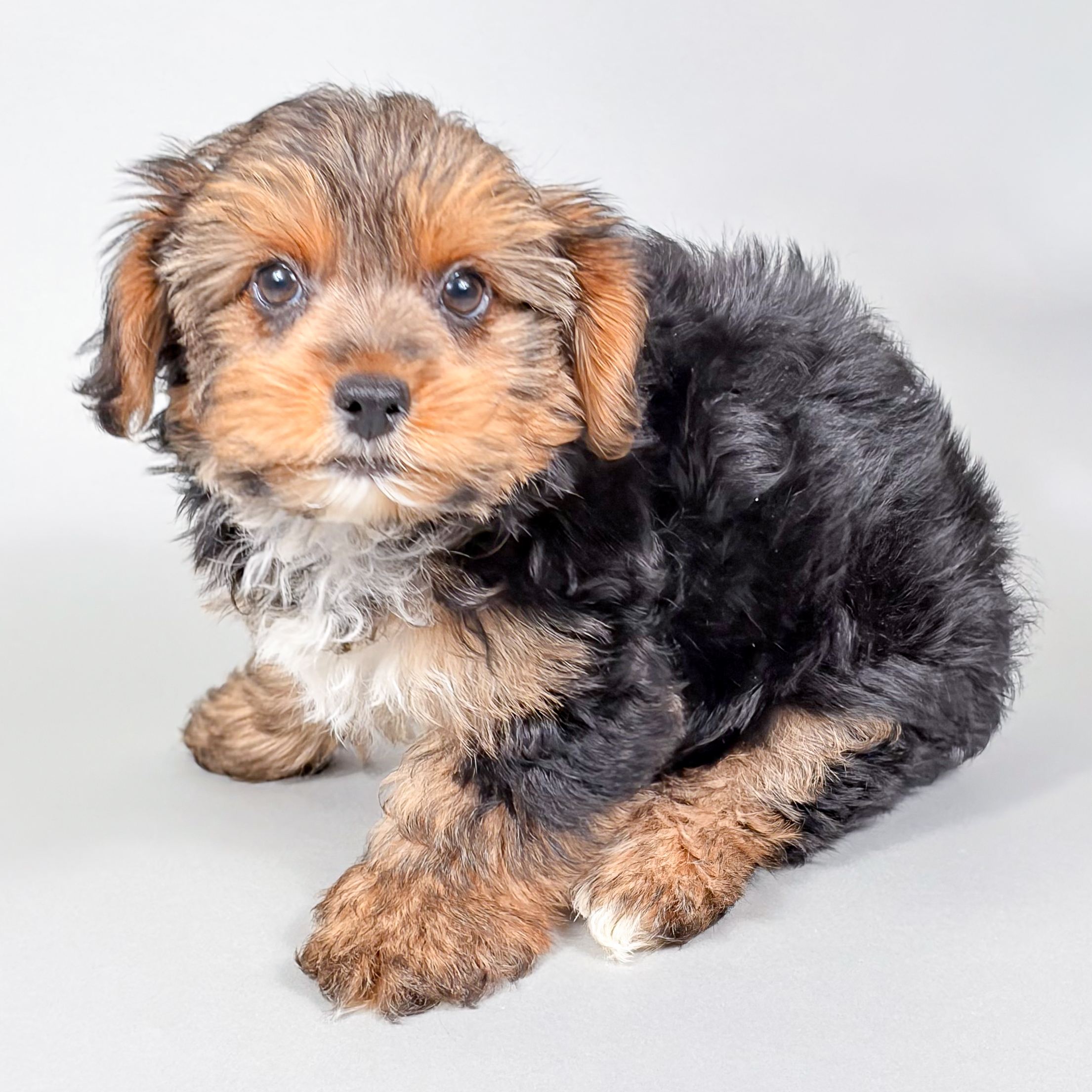 Mischief the Yorkshire Terrier puppy
