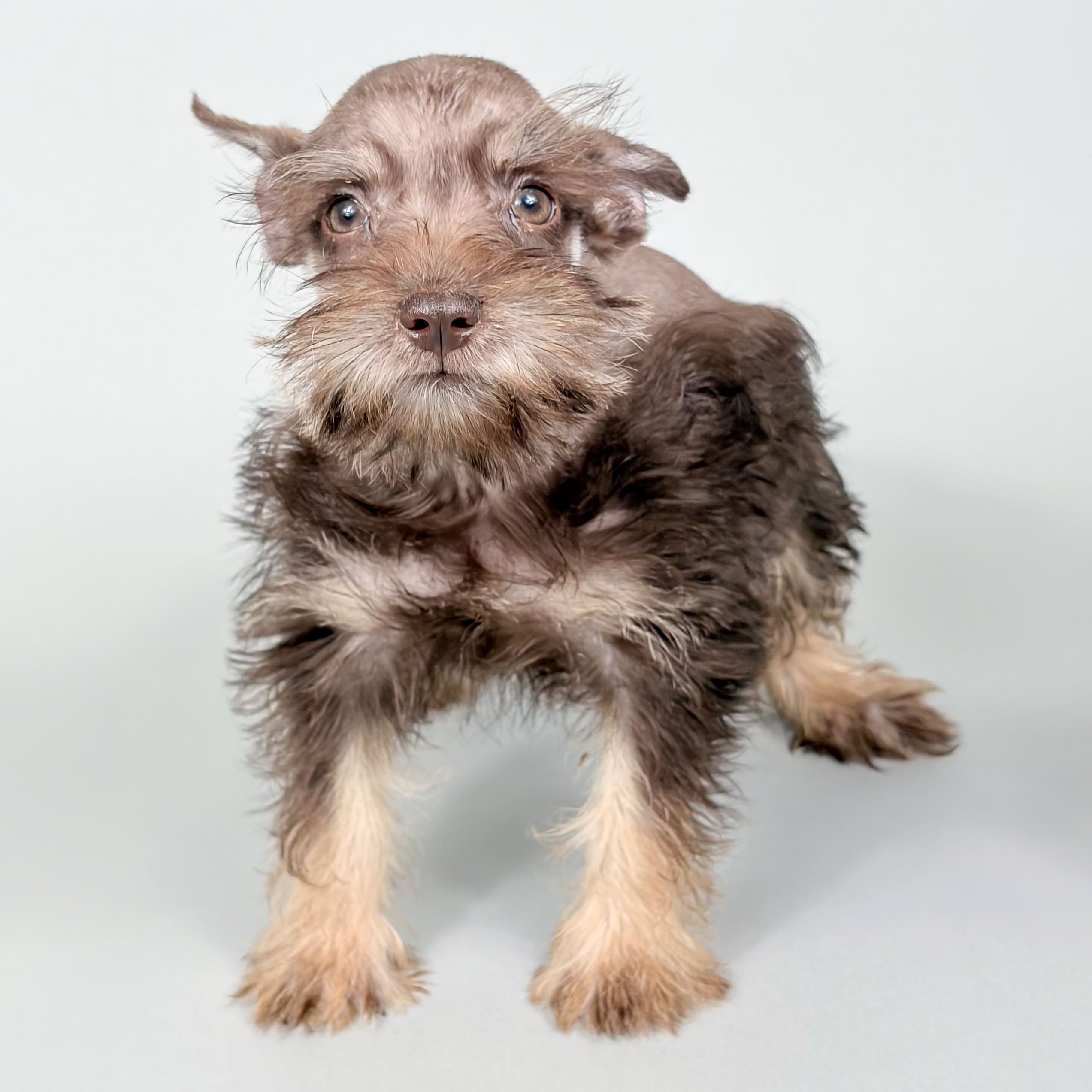 Ibeza the Mini Schnauzer puppy