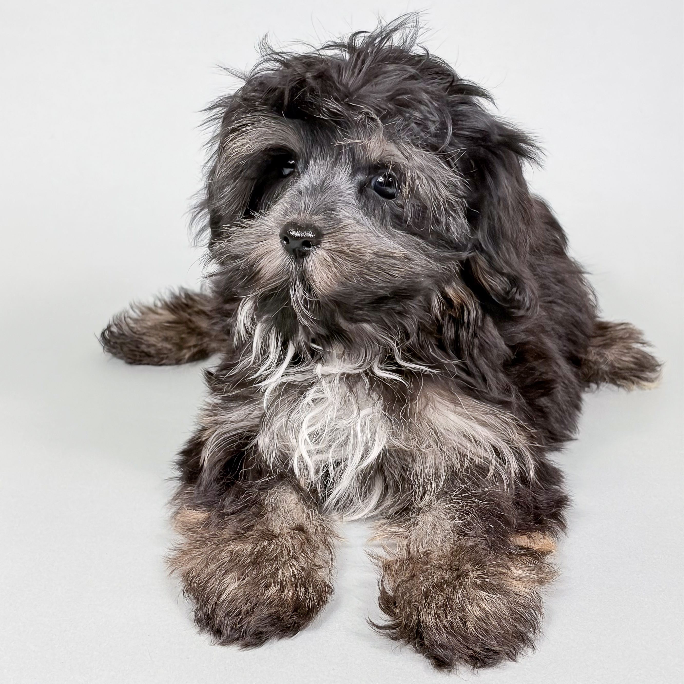 Chelsea the Morkie puppy