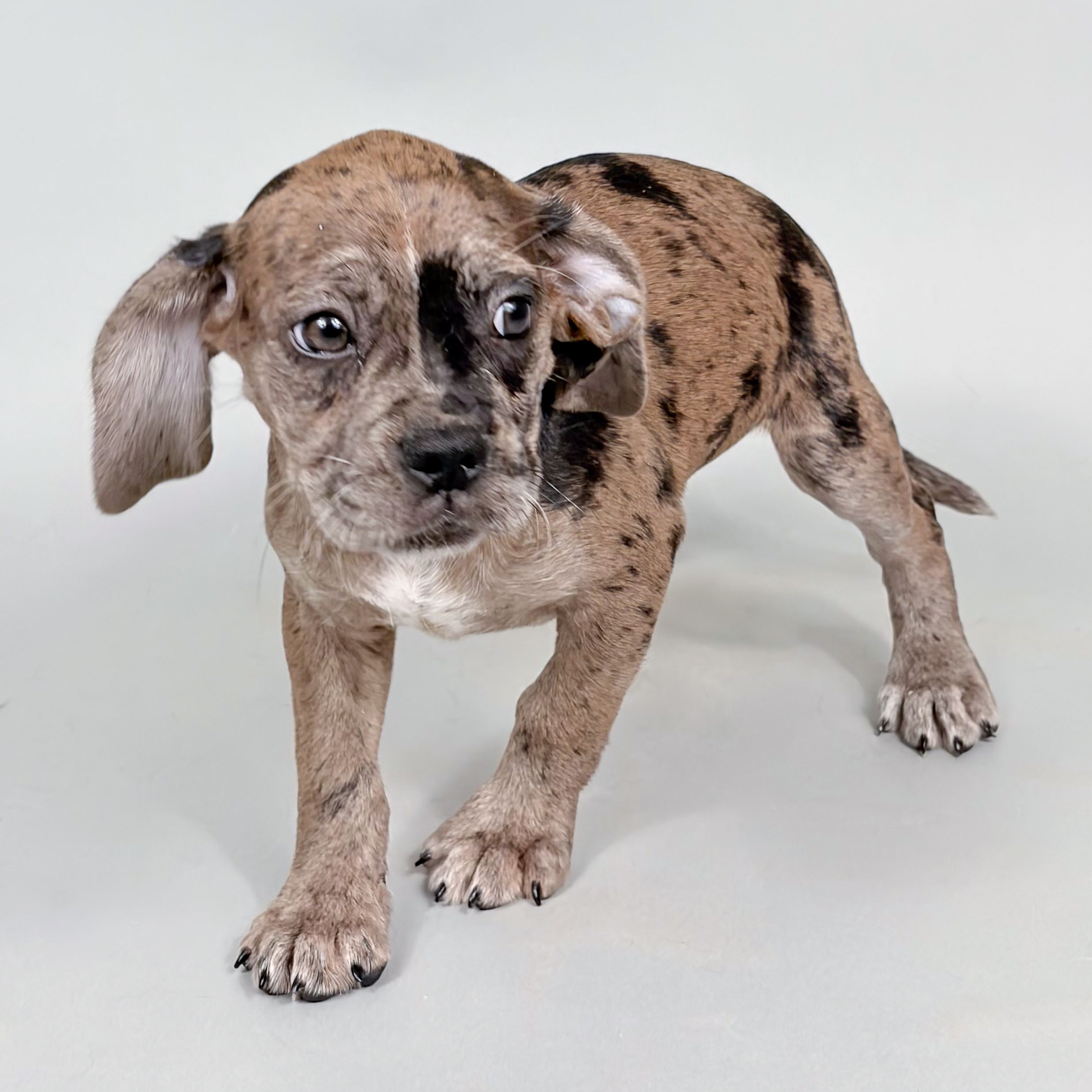 Natasha the Puggle puppy