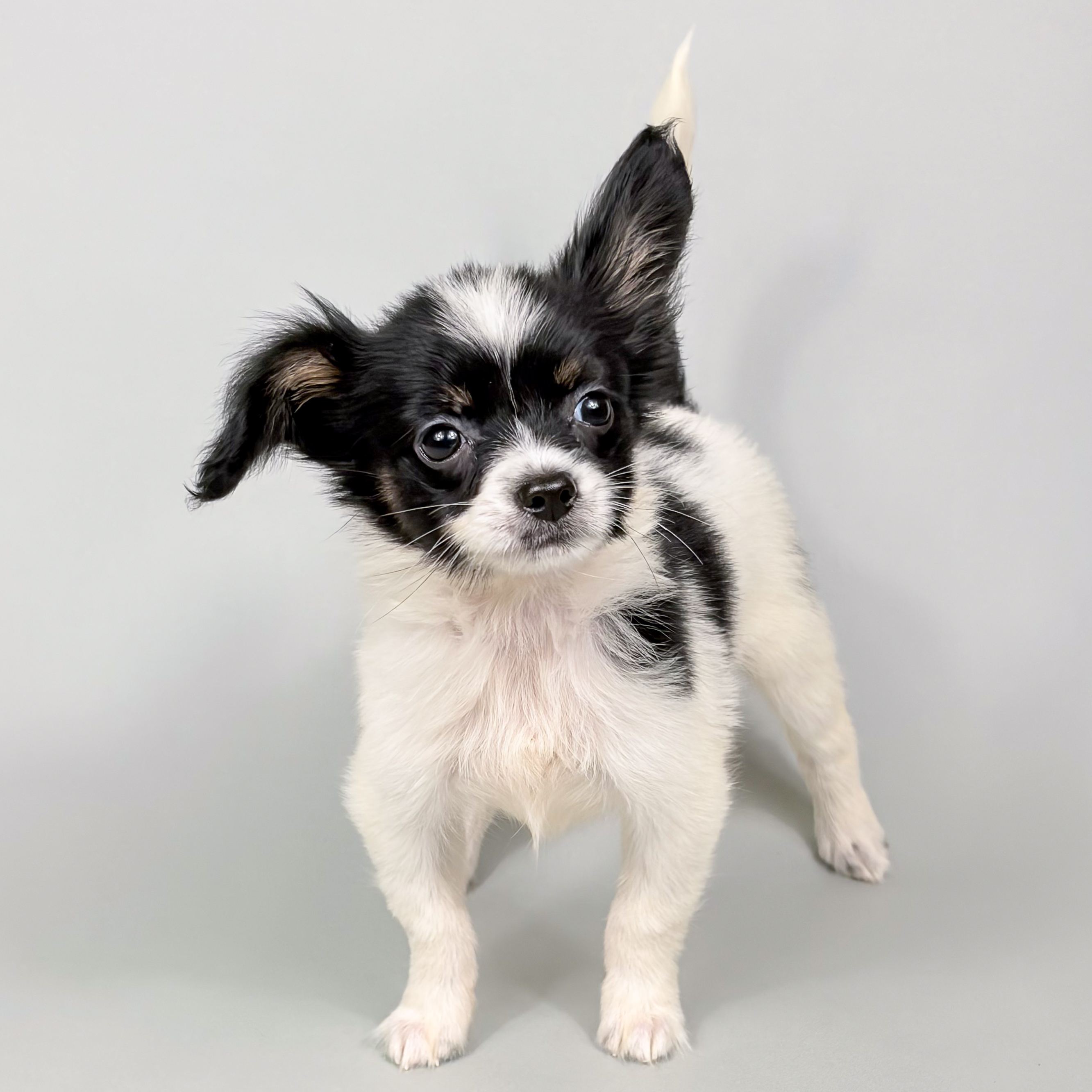 Canyon the Papillon puppy