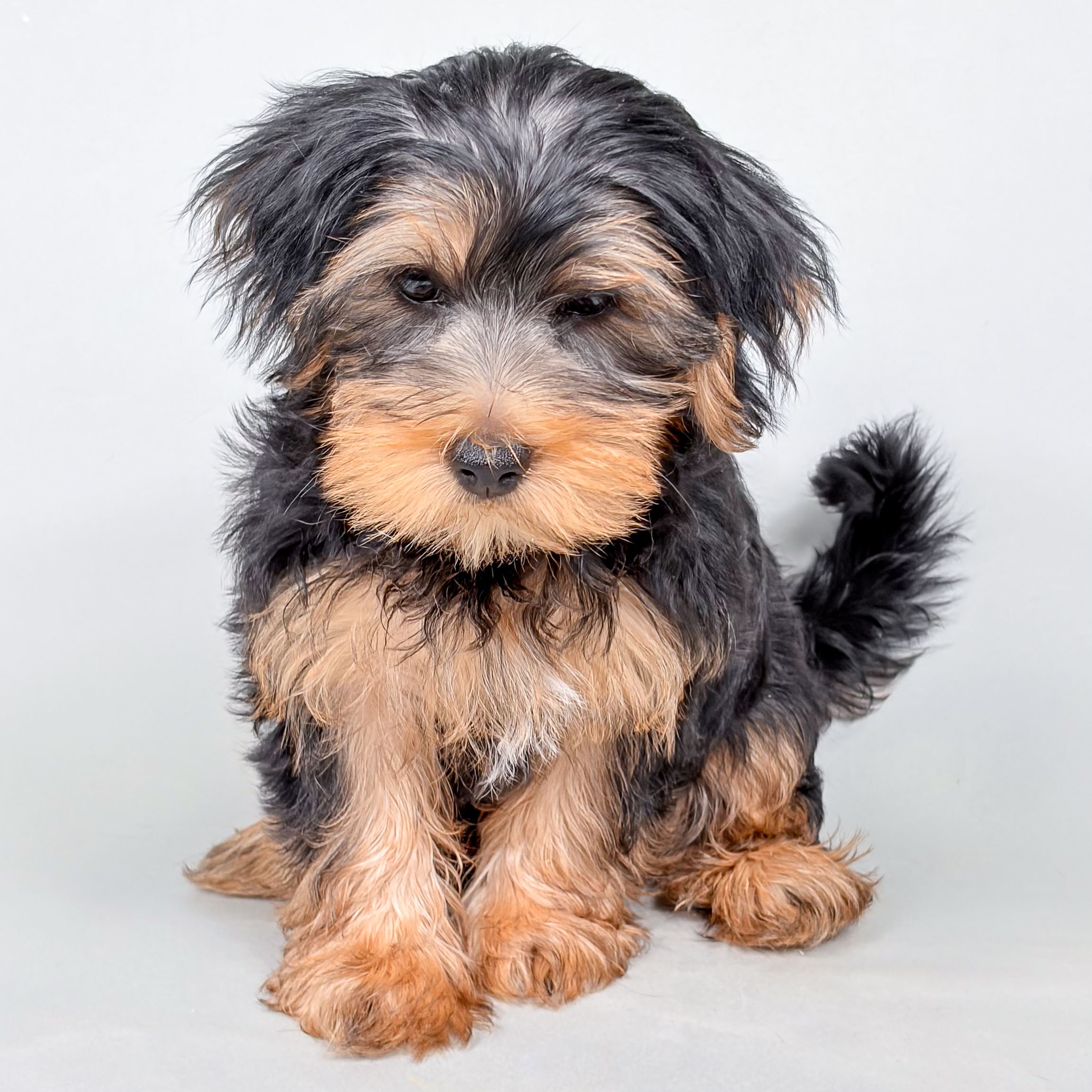 Unity the Morkie puppy