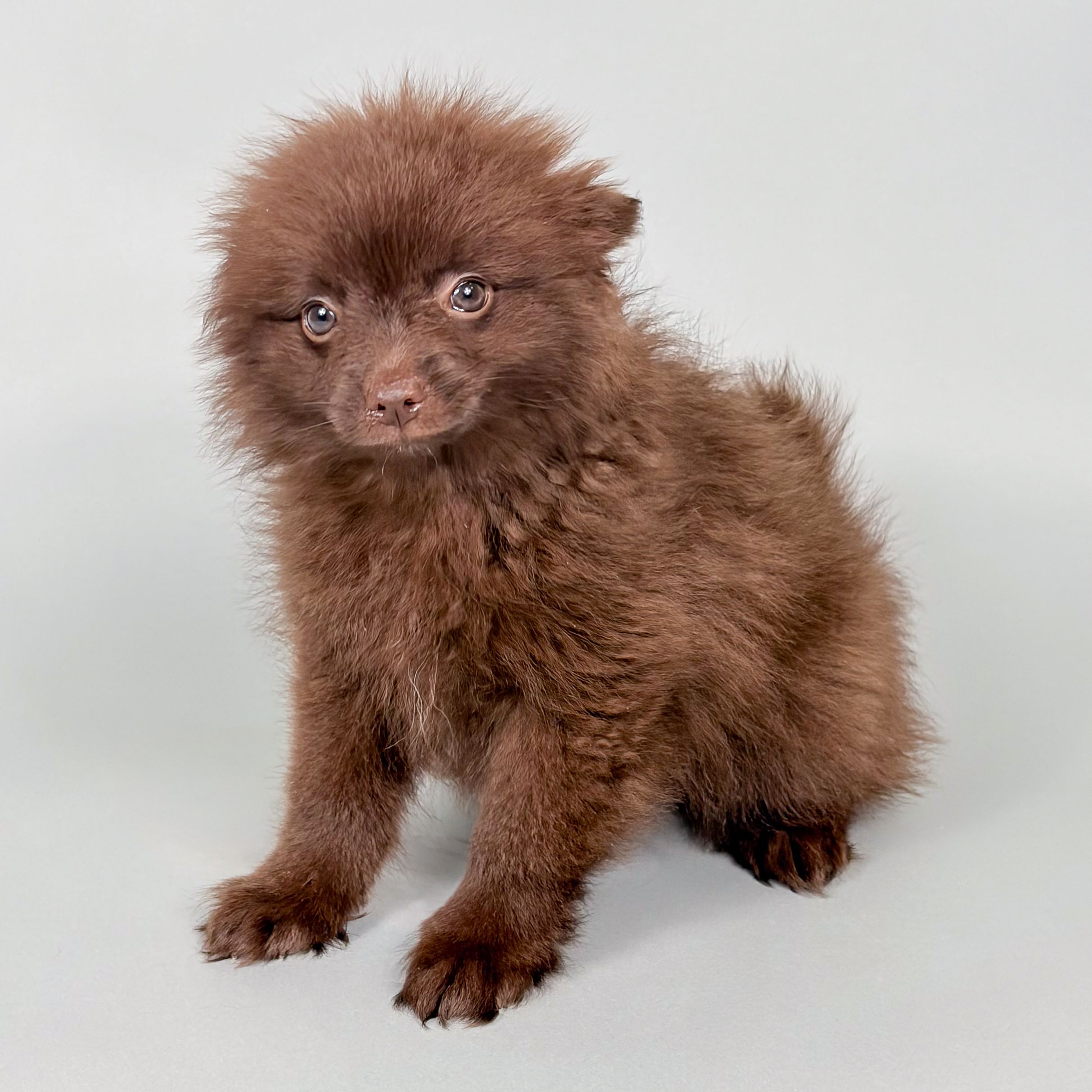 Nina the Pomeranian puppy