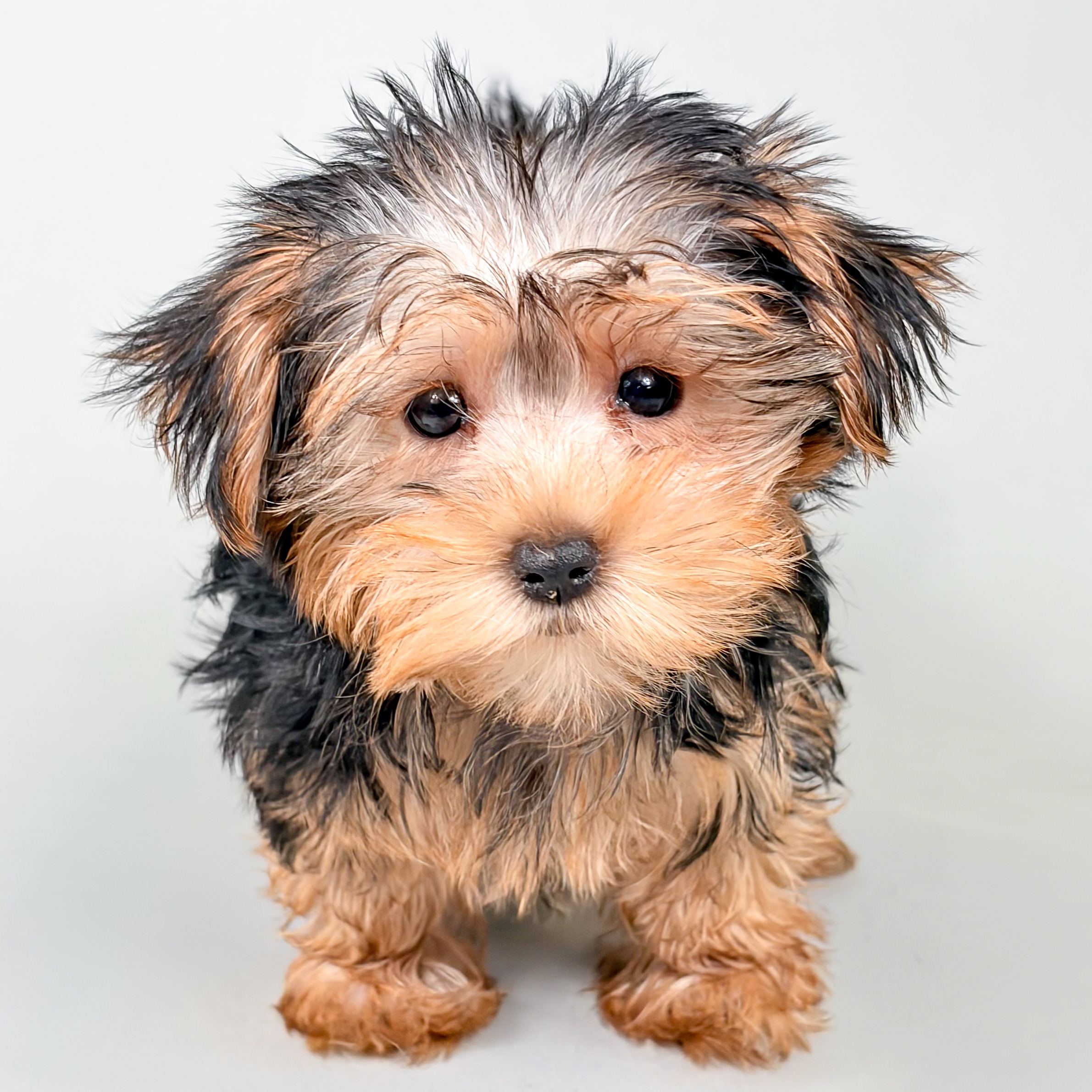 Sophia the Morkie puppy
