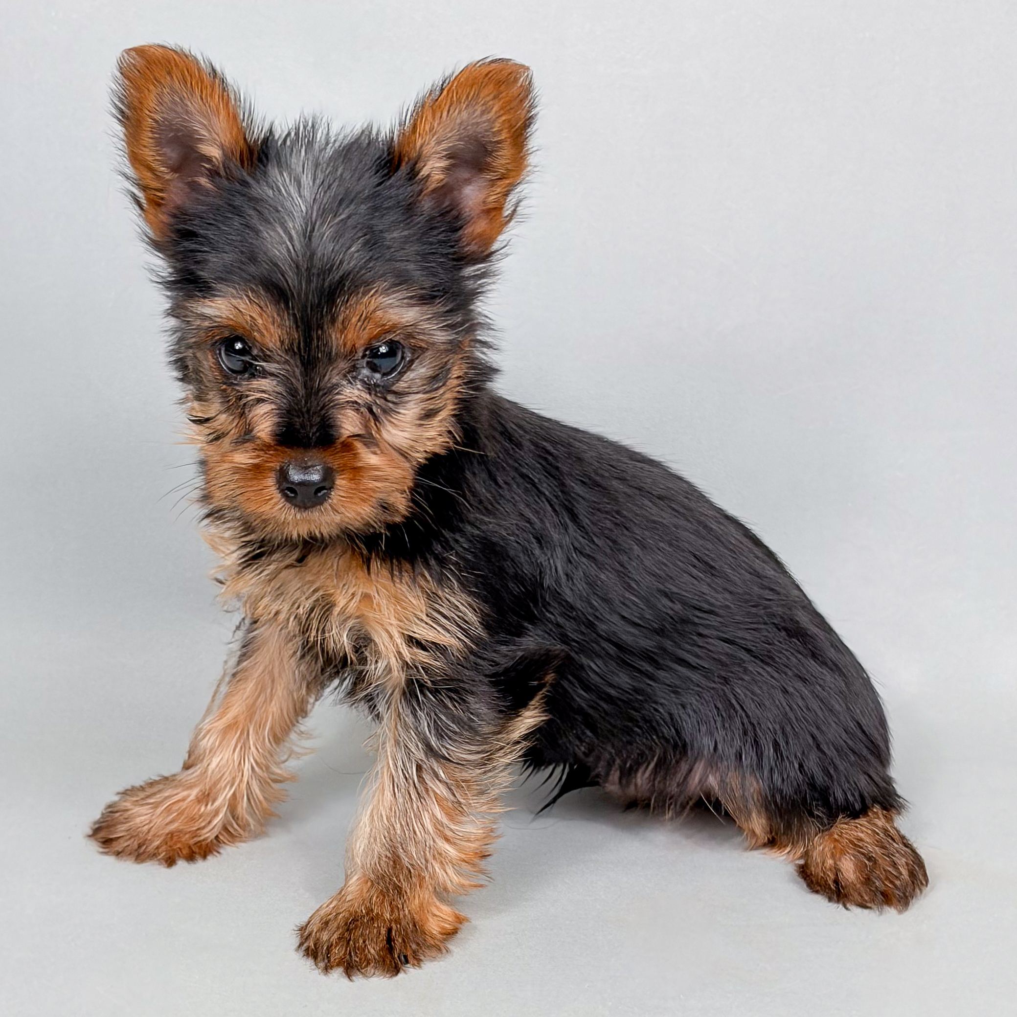 Willie photo 1