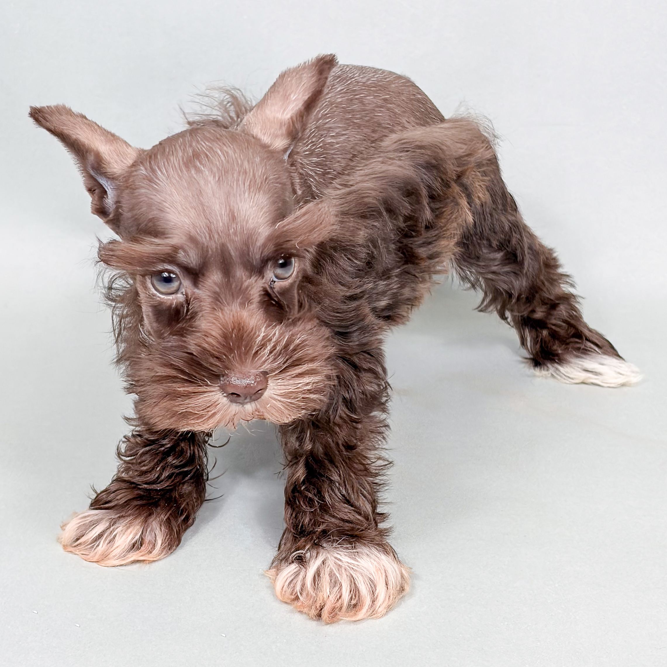Norman the Mini Schnauzer puppy