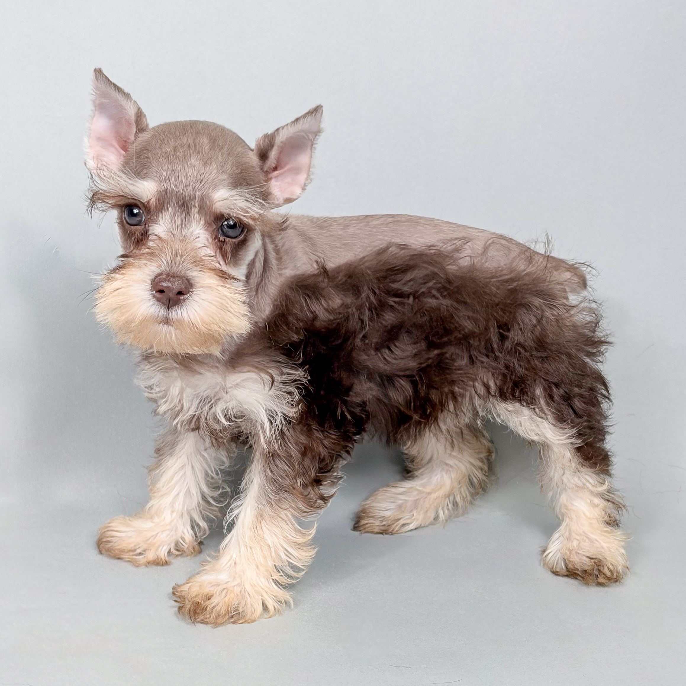 Tilly the Mini Schnauzer puppy