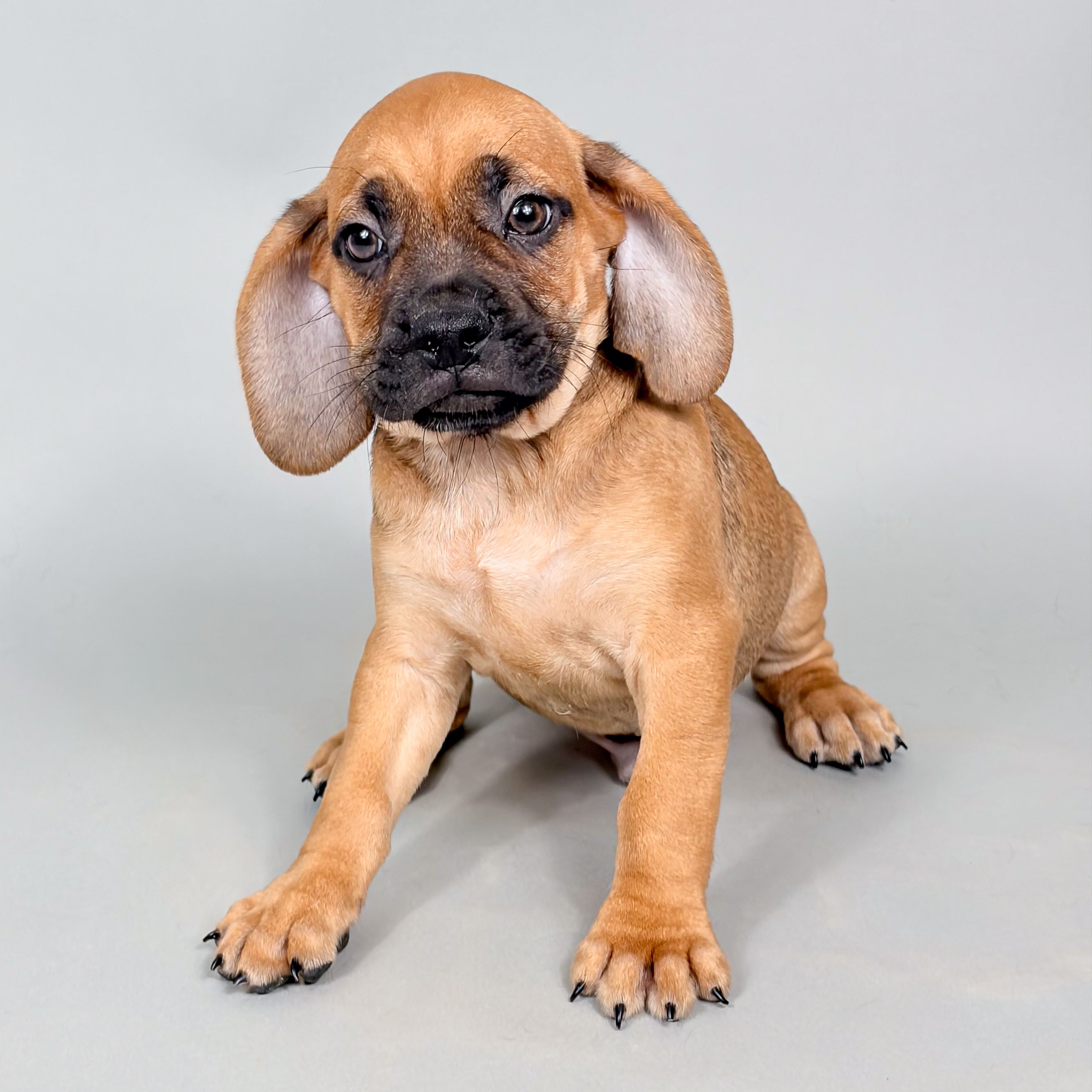 Fabio the Puggle puppy