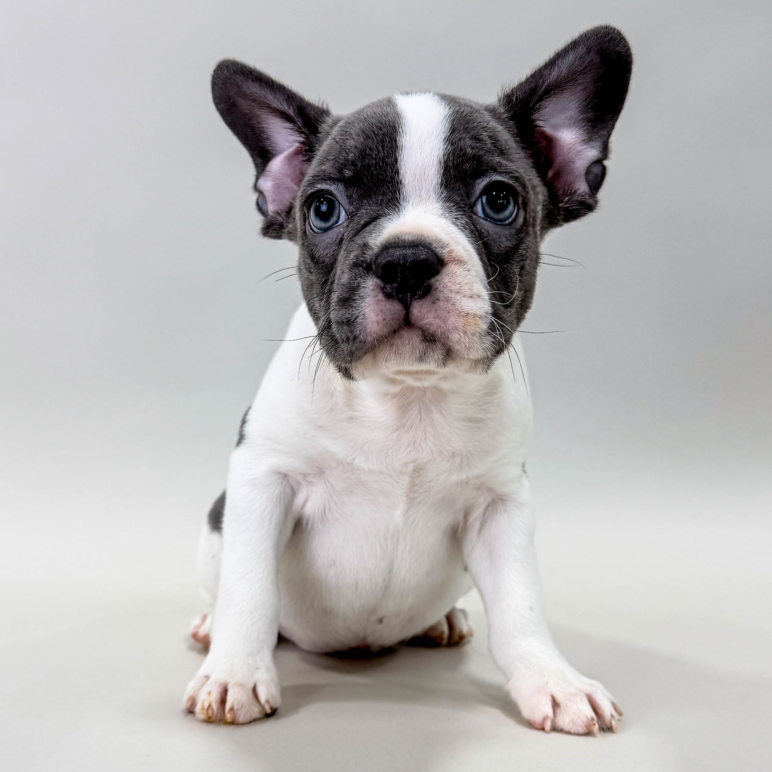 Dutch the Frenchton puppy