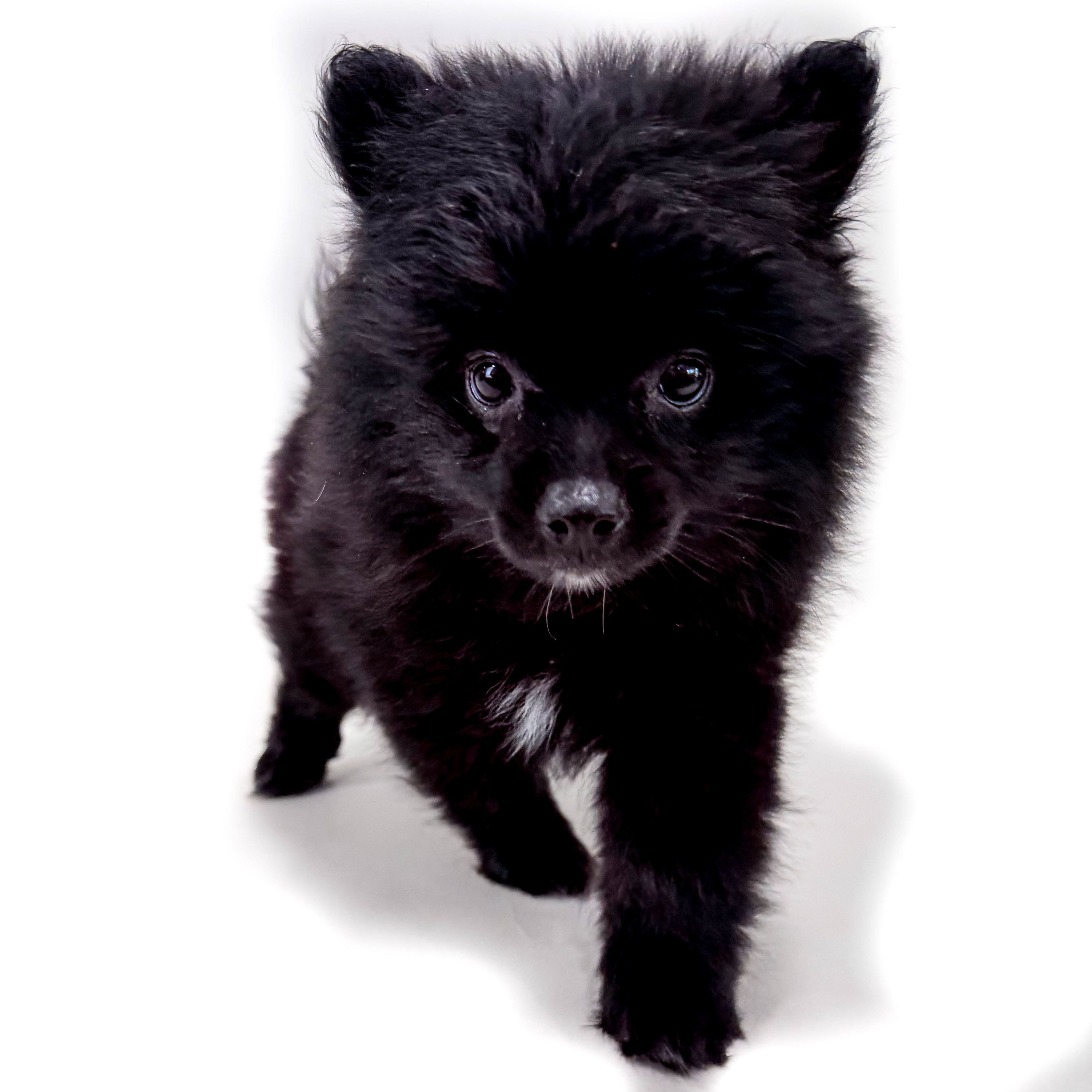 Abbott the Pomeranian puppy