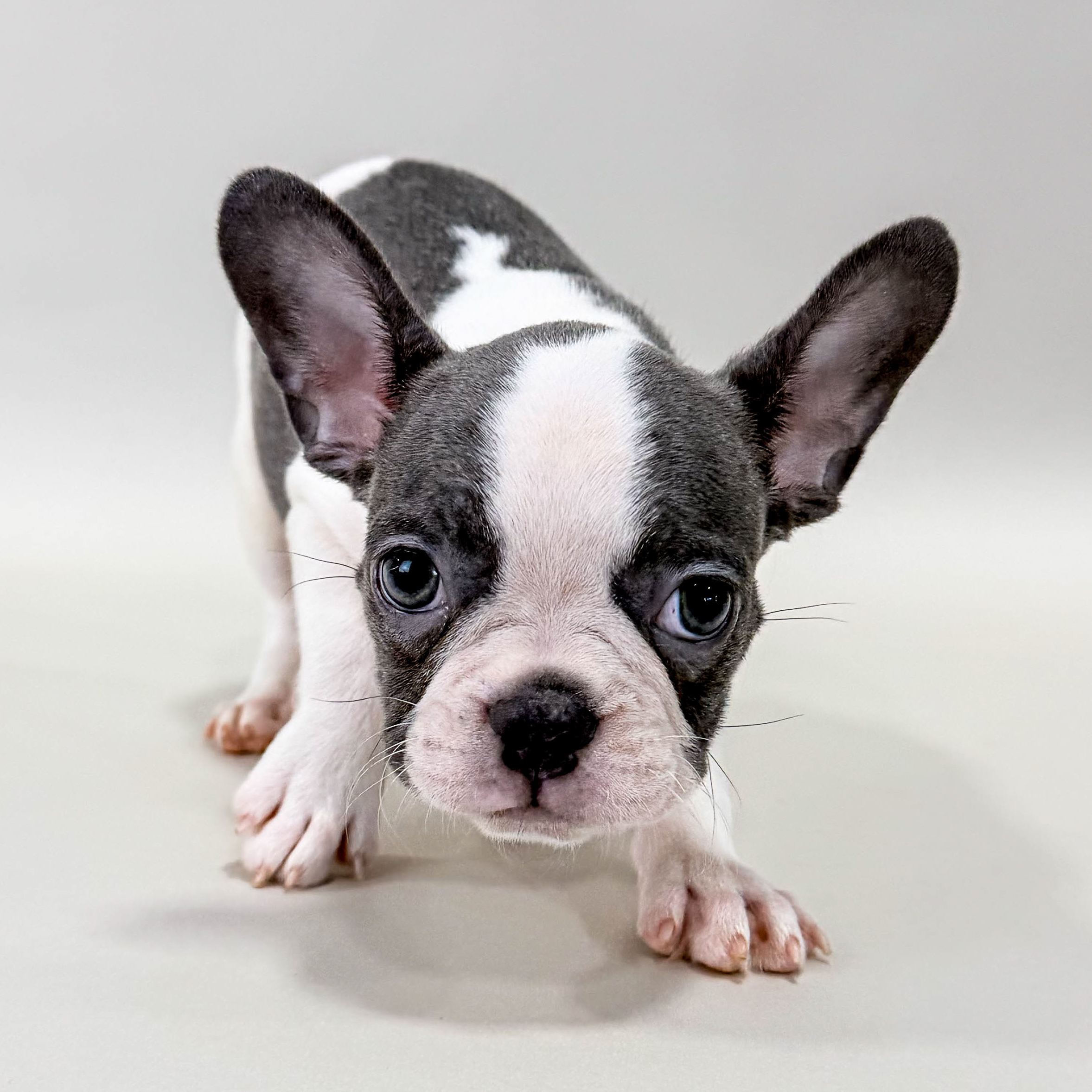 Riley the Frenchton puppy