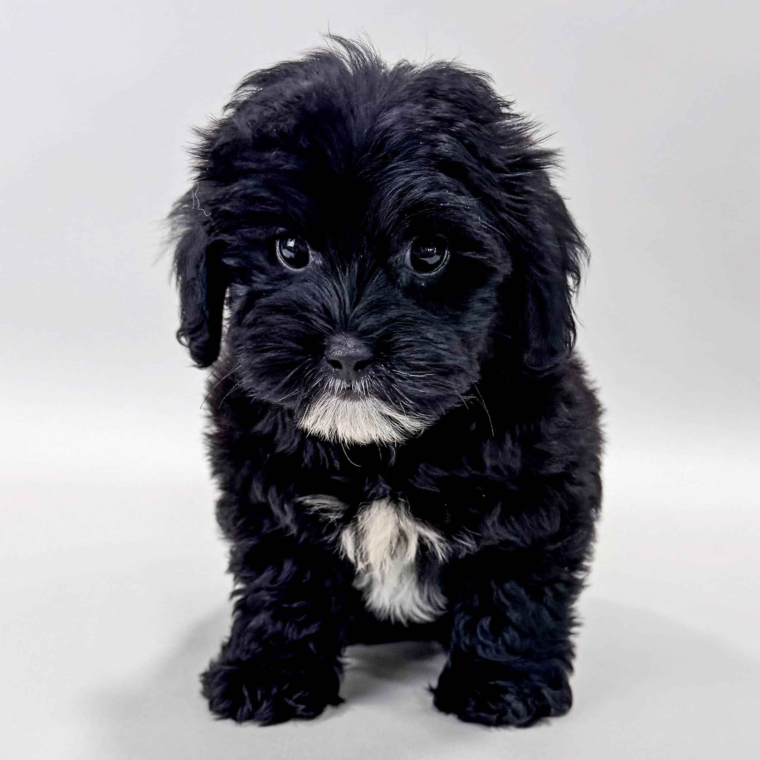 Brutus the Lhasa Poo puppy