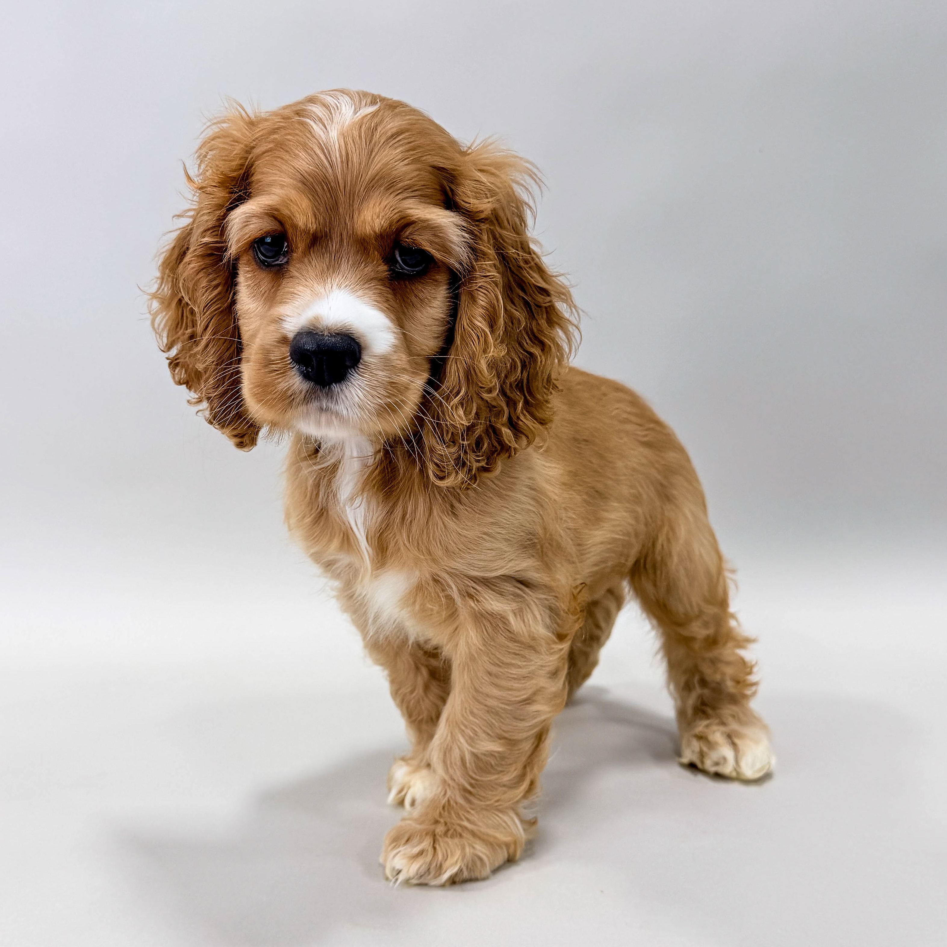 Rocky the Cocker Spaniel puppy