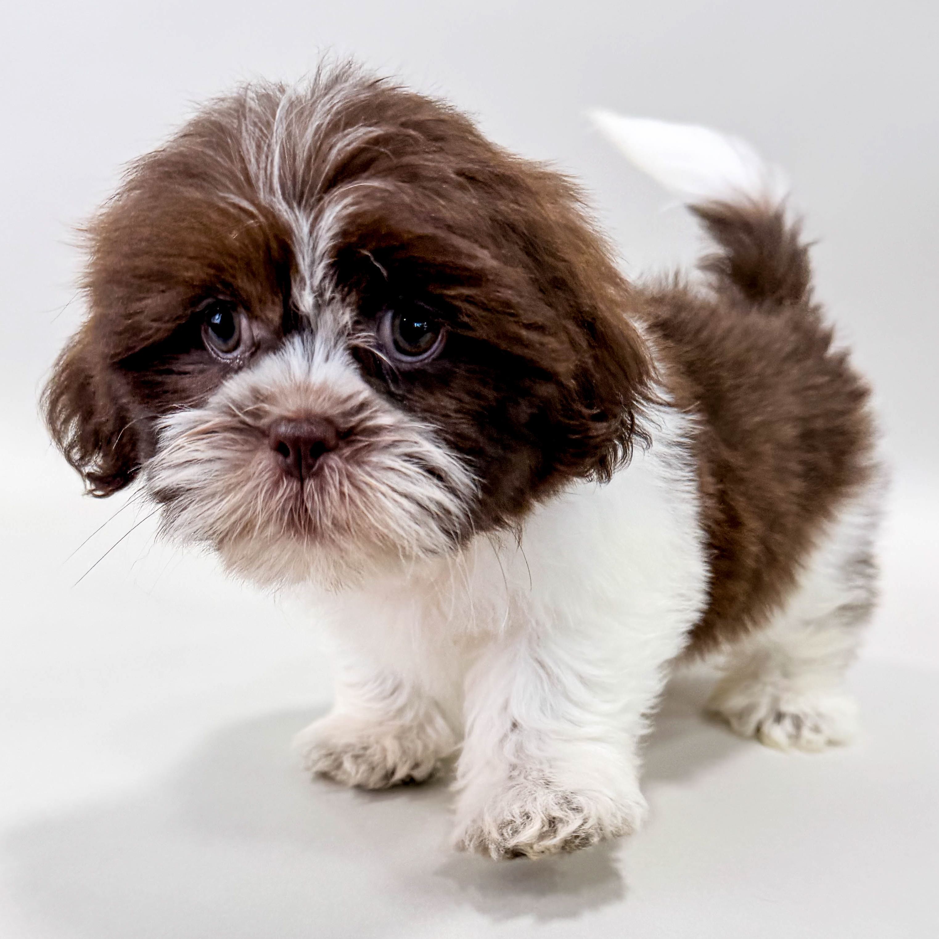 Kallie the Shih Tzu puppy