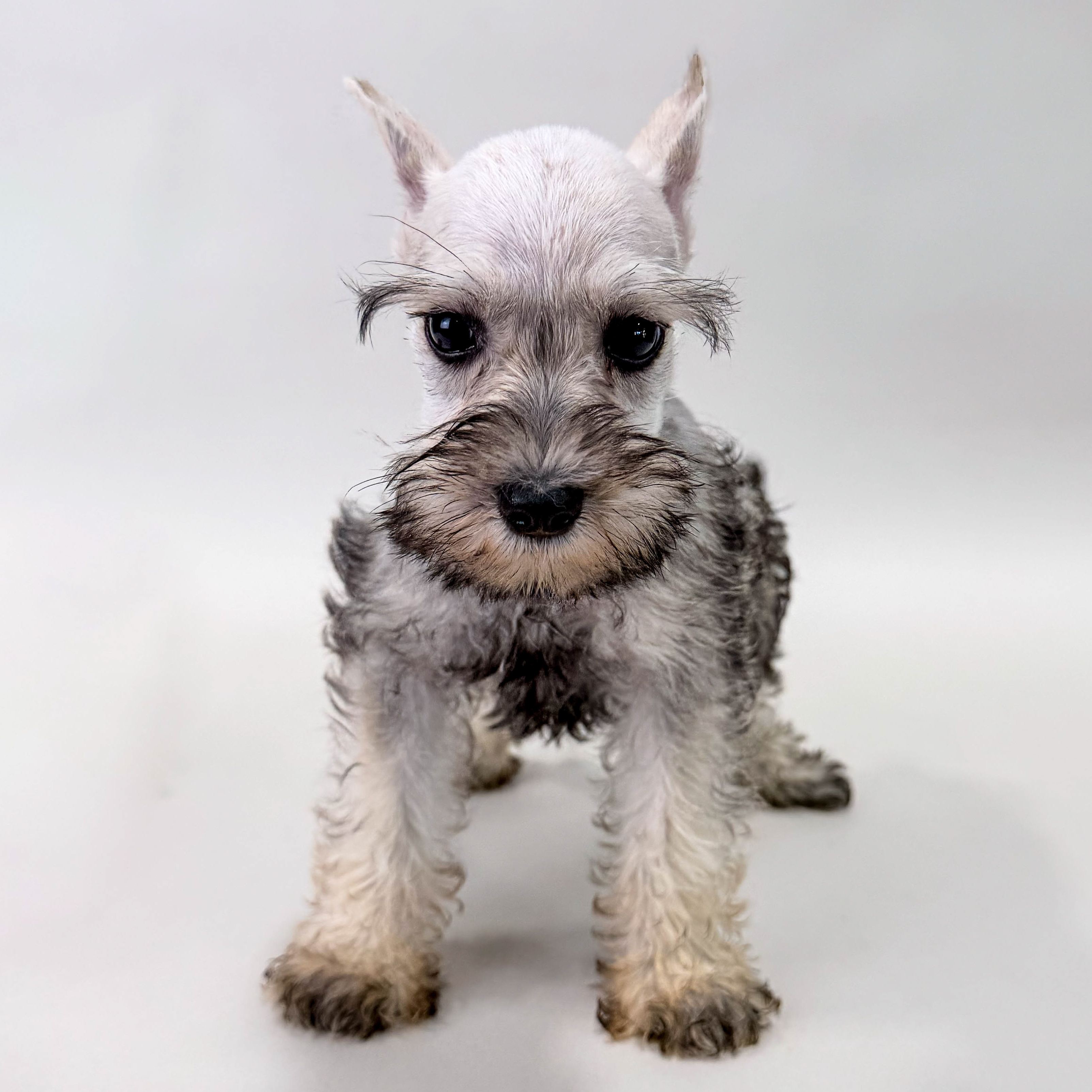 Mila the Mini Schnauzer puppy