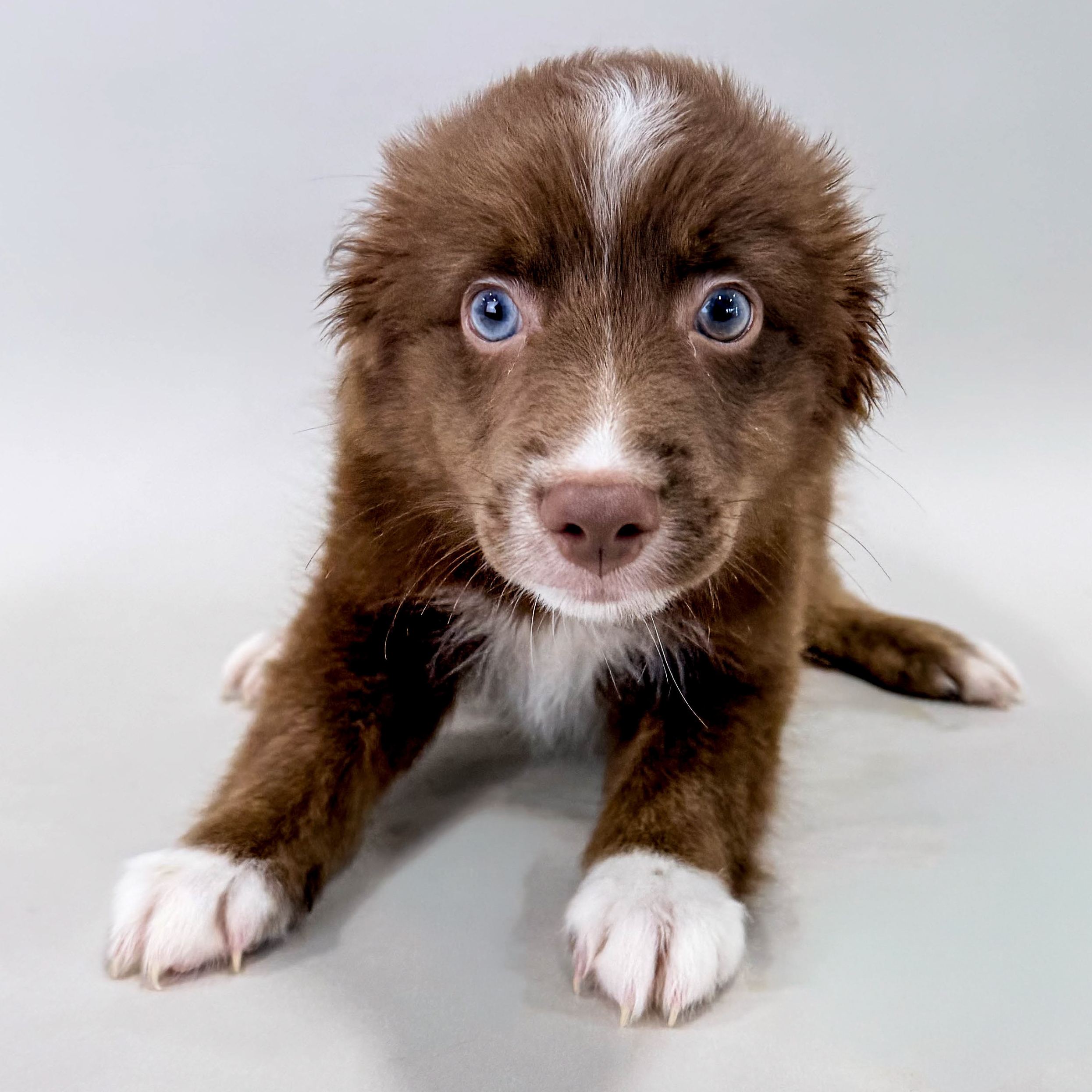 Hoss the Mini Australian Shepherd puppy