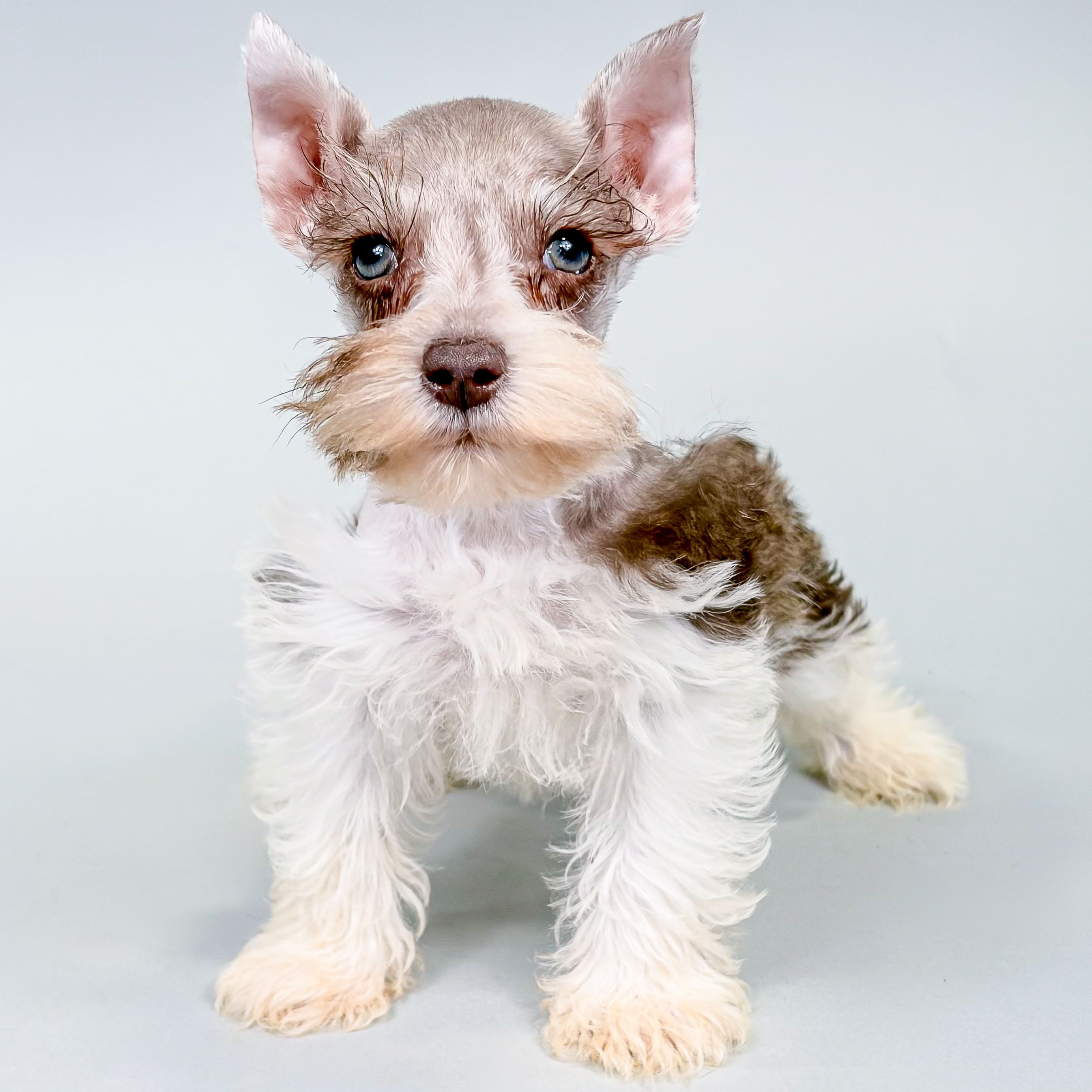 Prince the Mini Schnauzer puppy