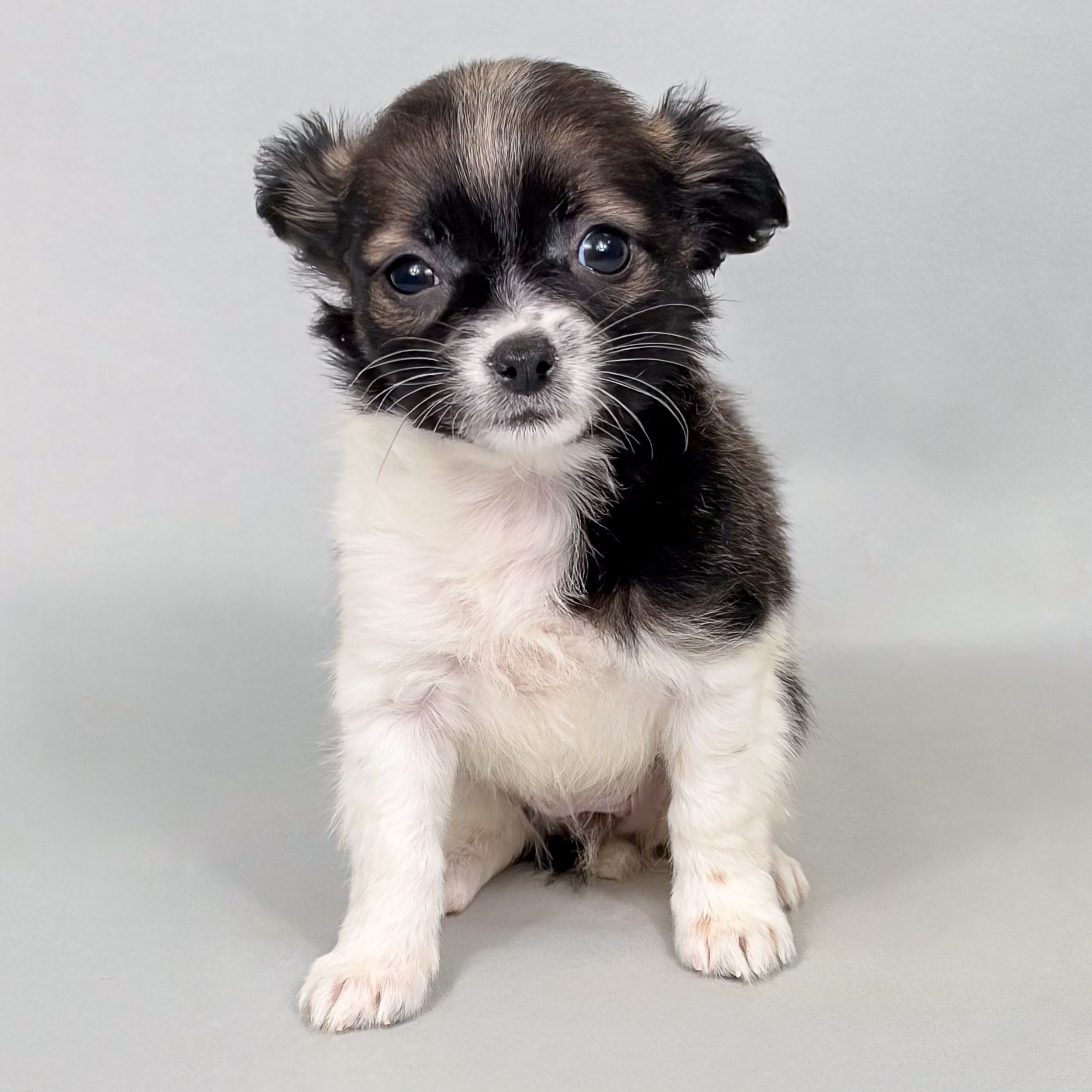 Darla the Chihuahua puppy