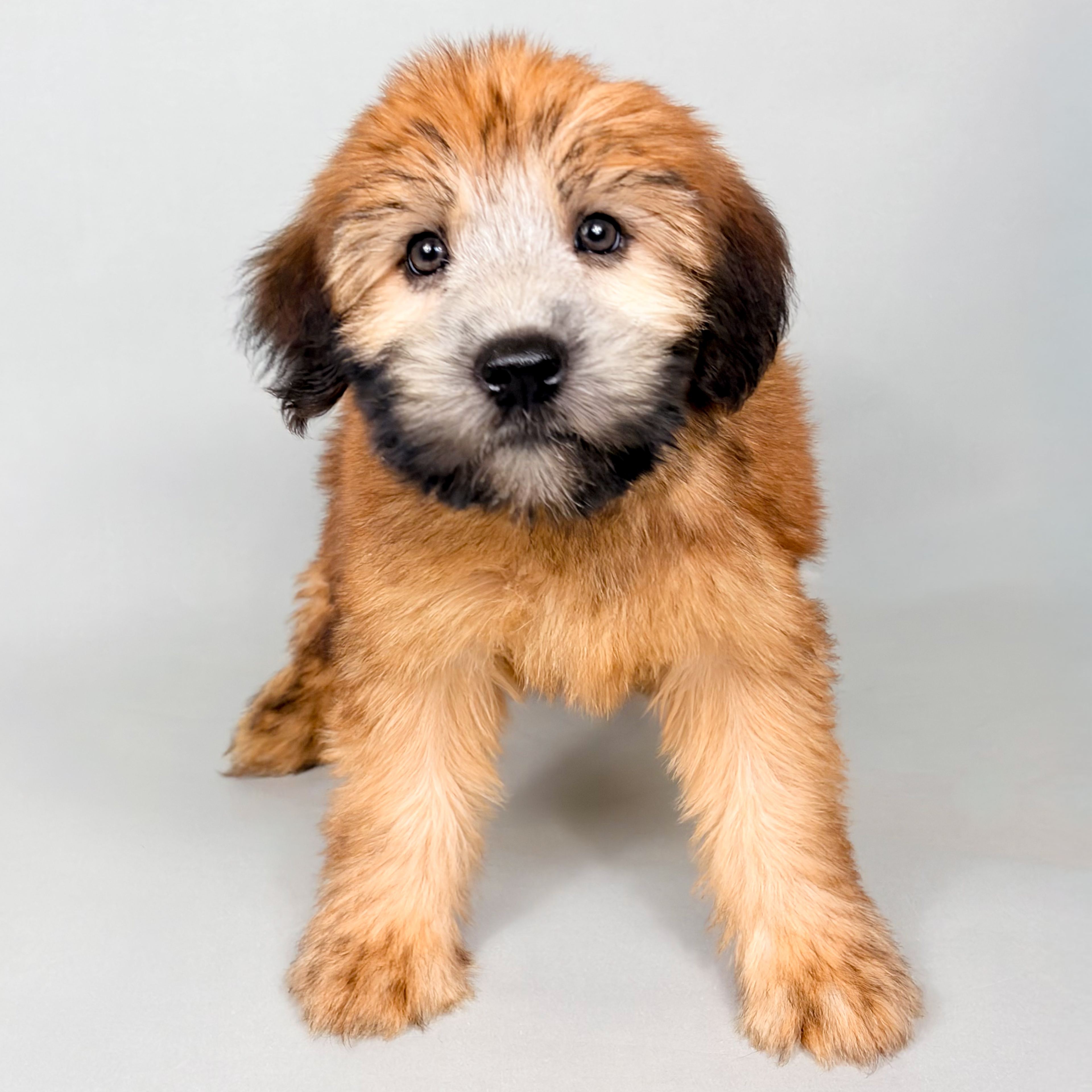Coco the Soft Coated Wheaten Terrier puppy