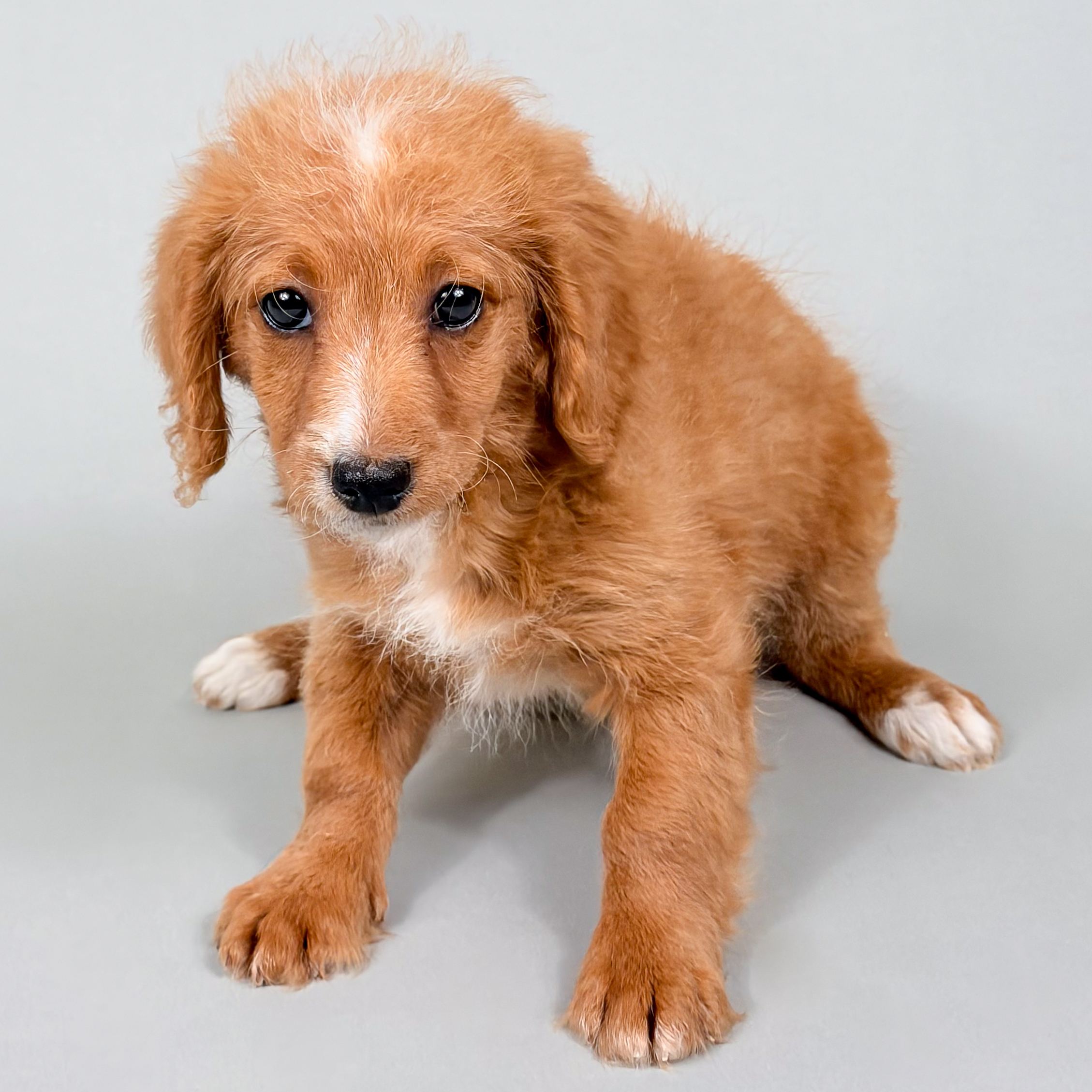 Harley the Mini Goldendoodle puppy