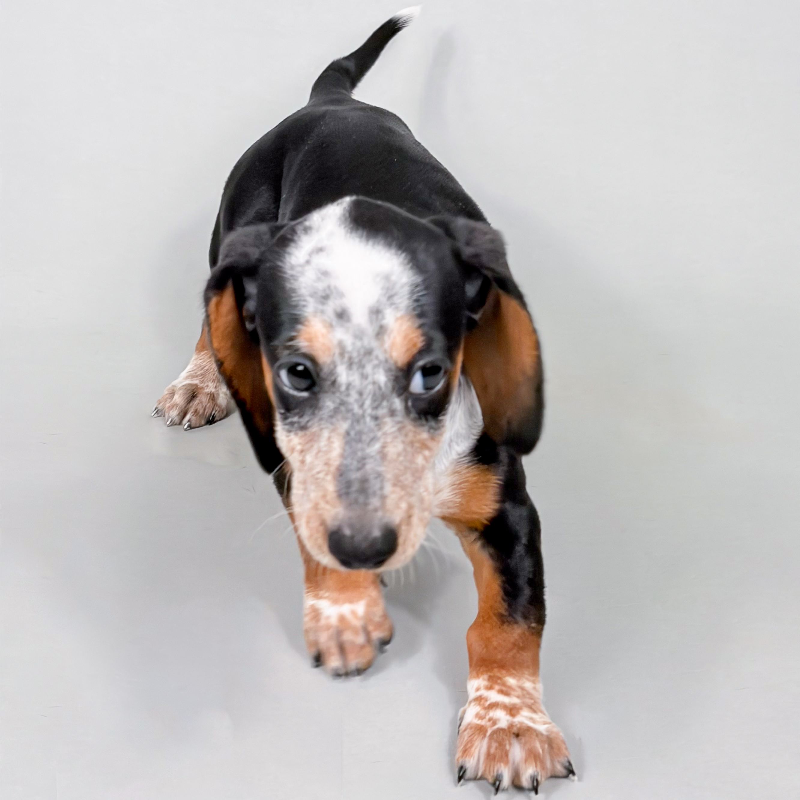 Ziva the Mini Dachshund puppy