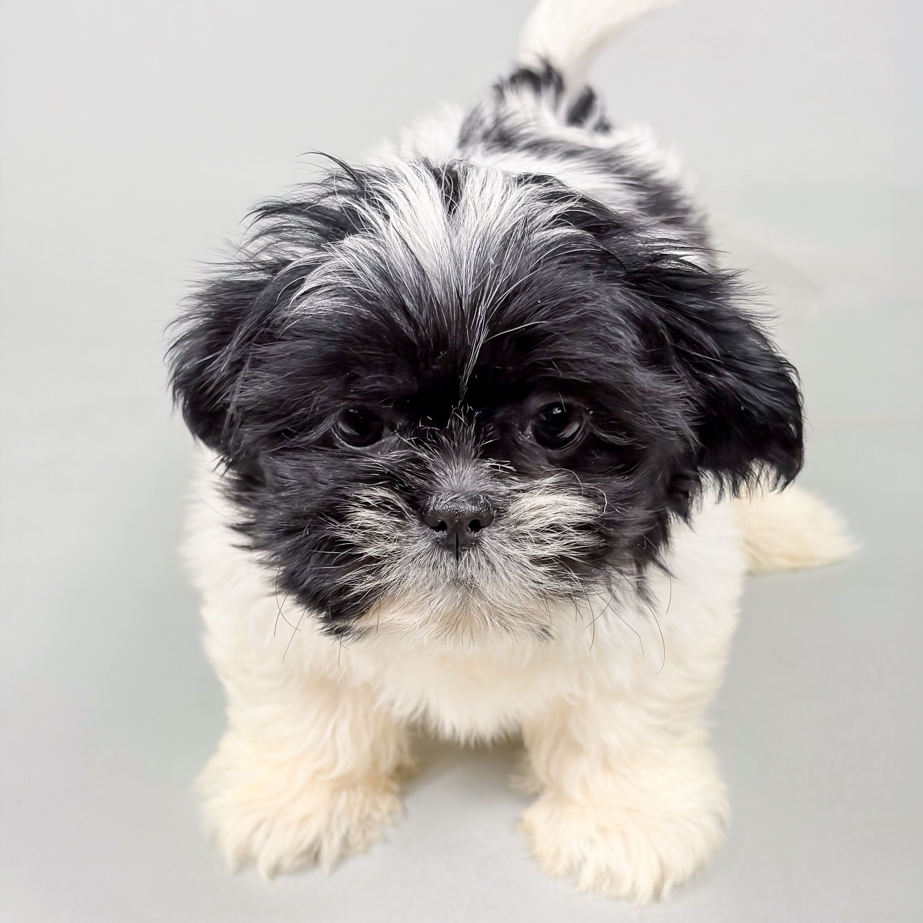 Frankie the Shih Tzu puppy