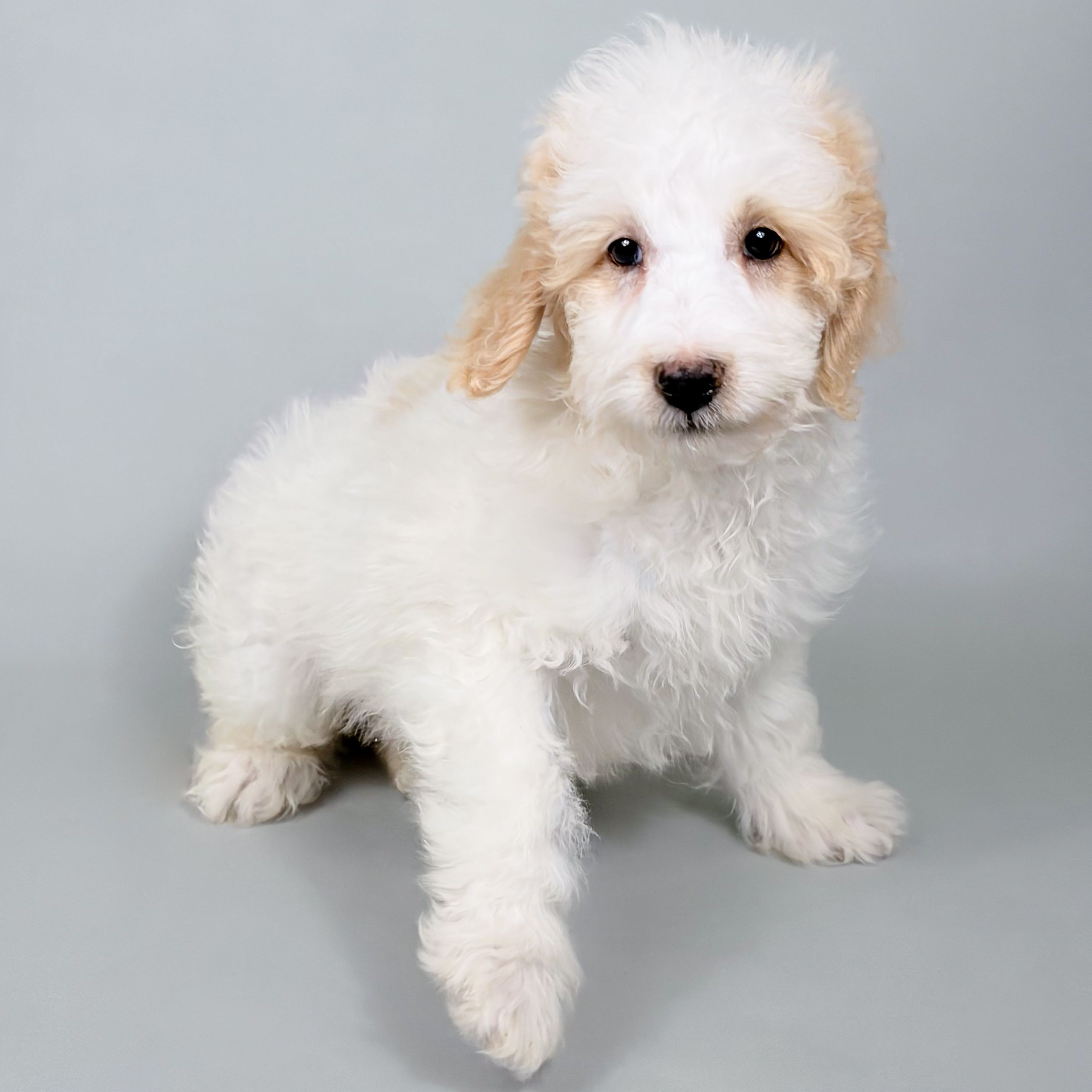 Titus the Mini Goldendoodle puppy