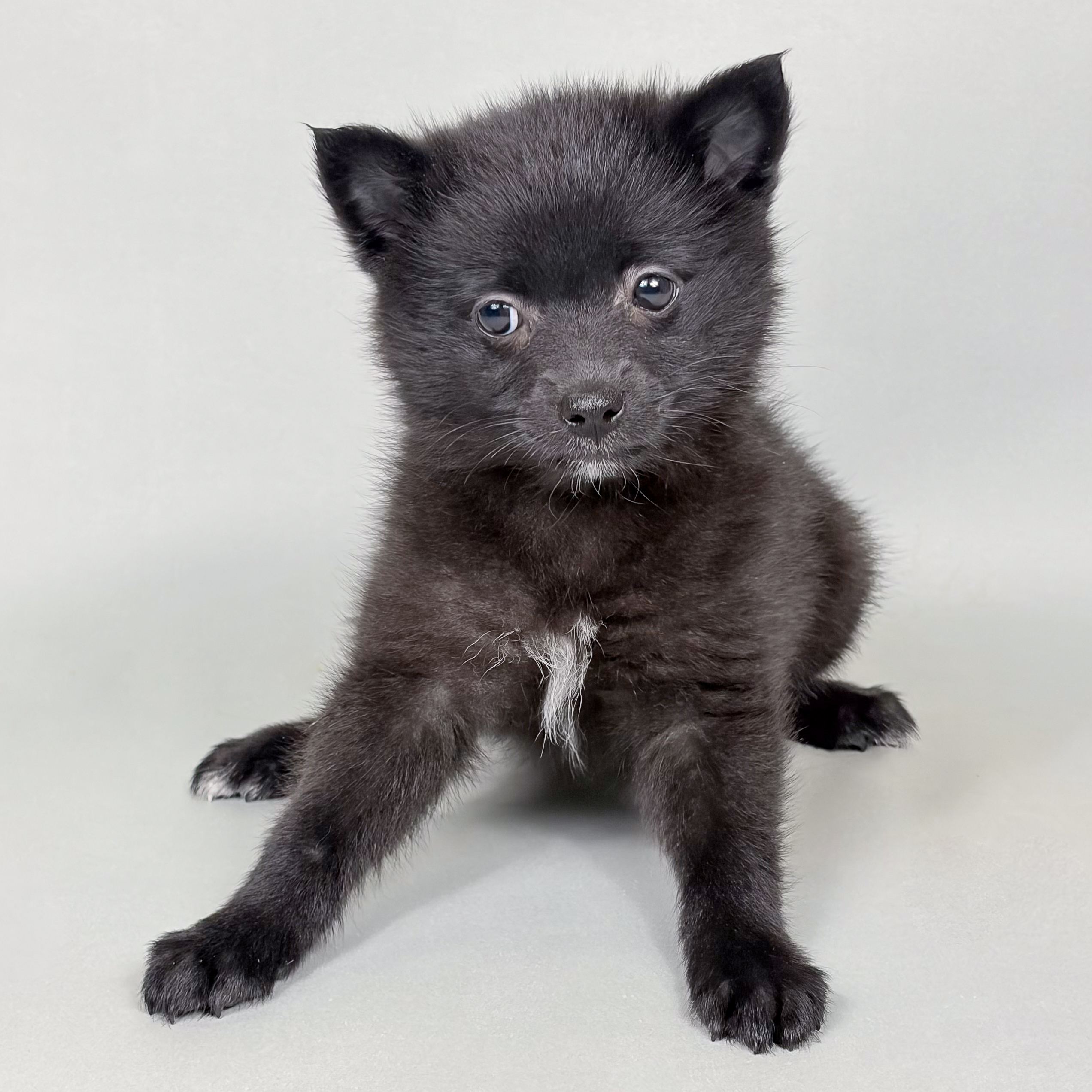 Willow the Pomsky puppy