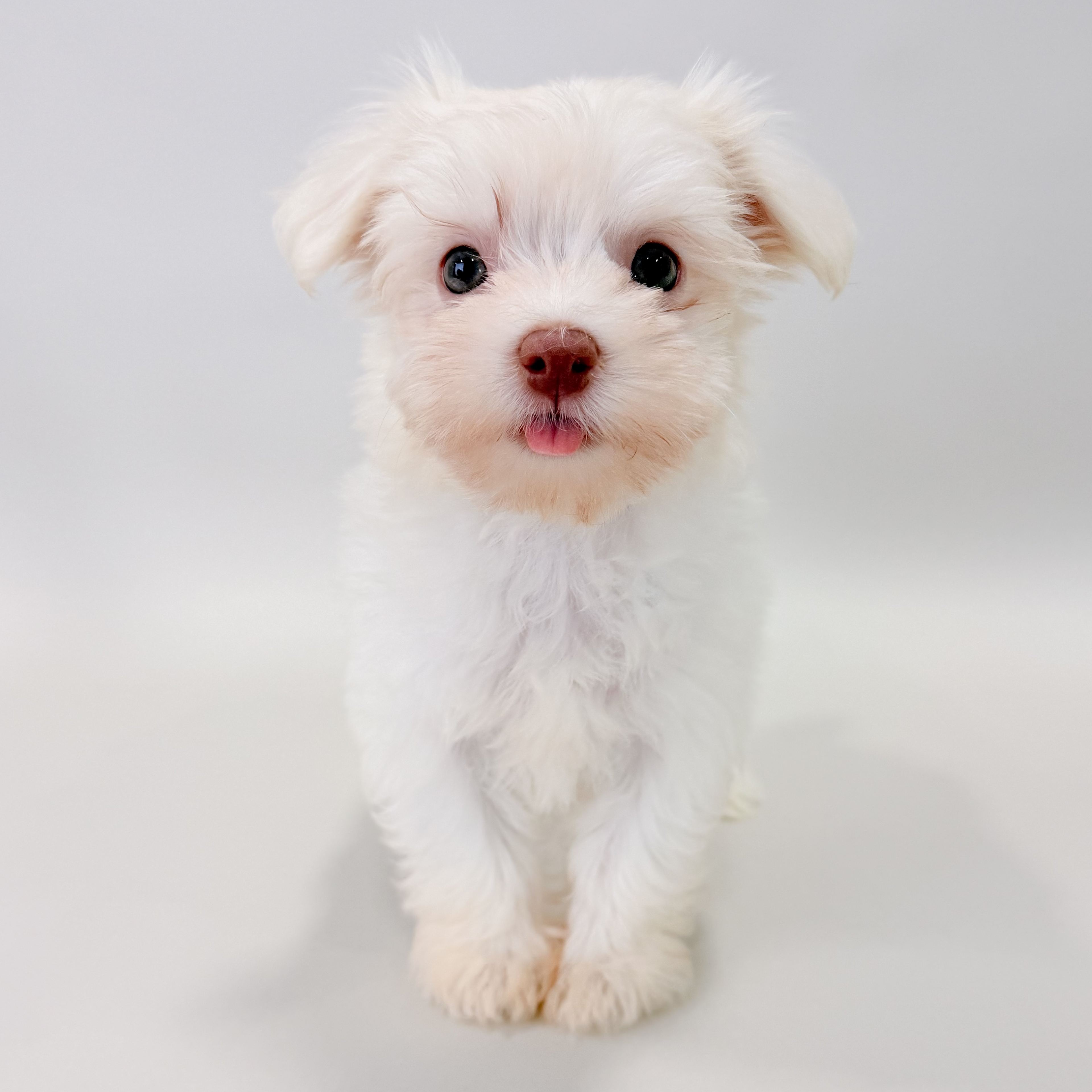 Pippa the Havanese puppy