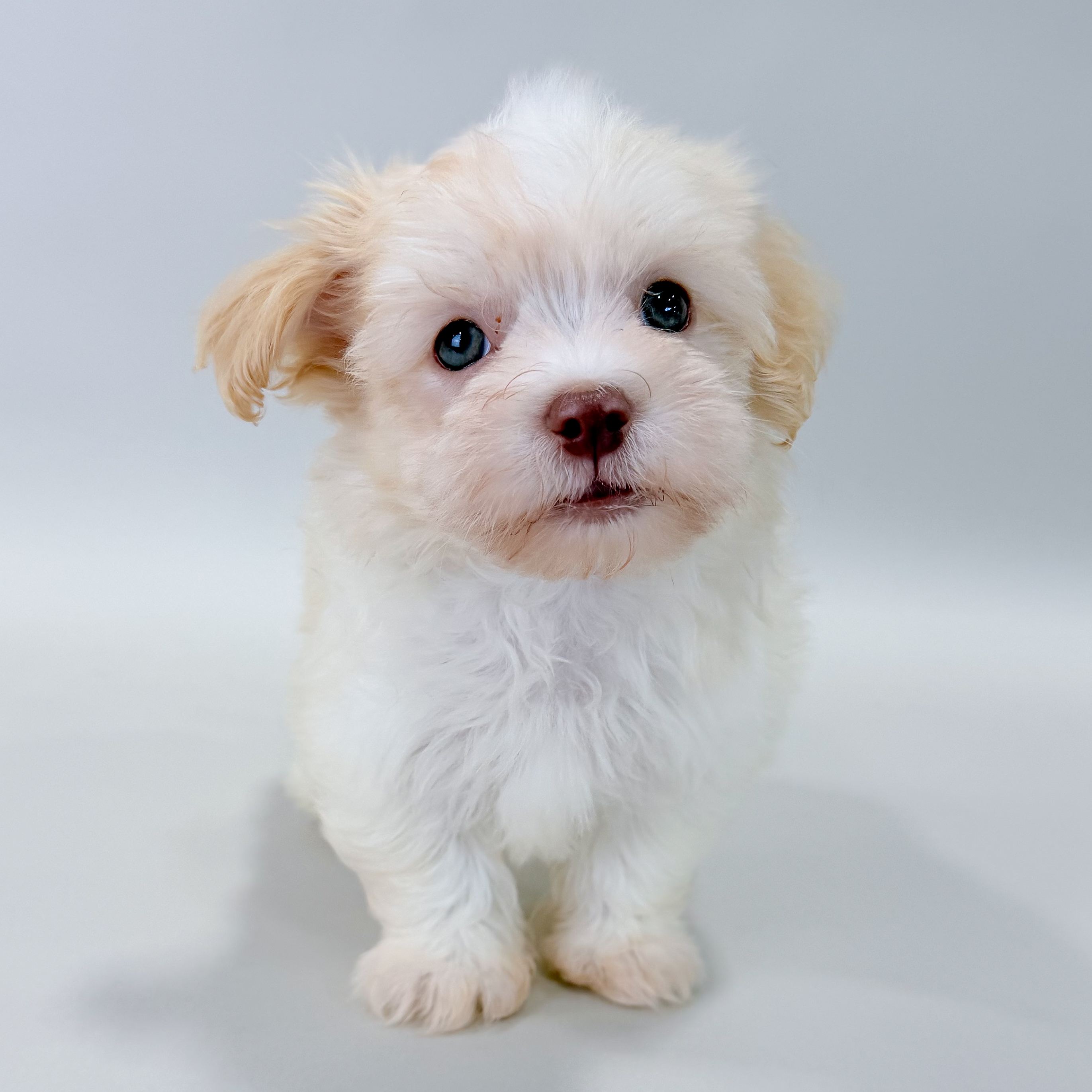 Diego the Havanese puppy