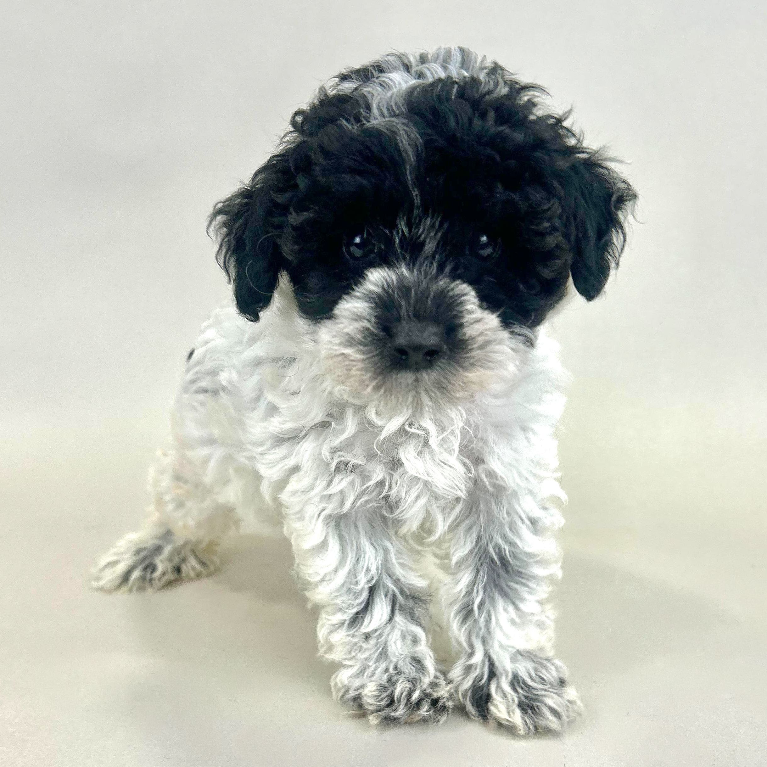 Lacy the Toy Poodle puppy