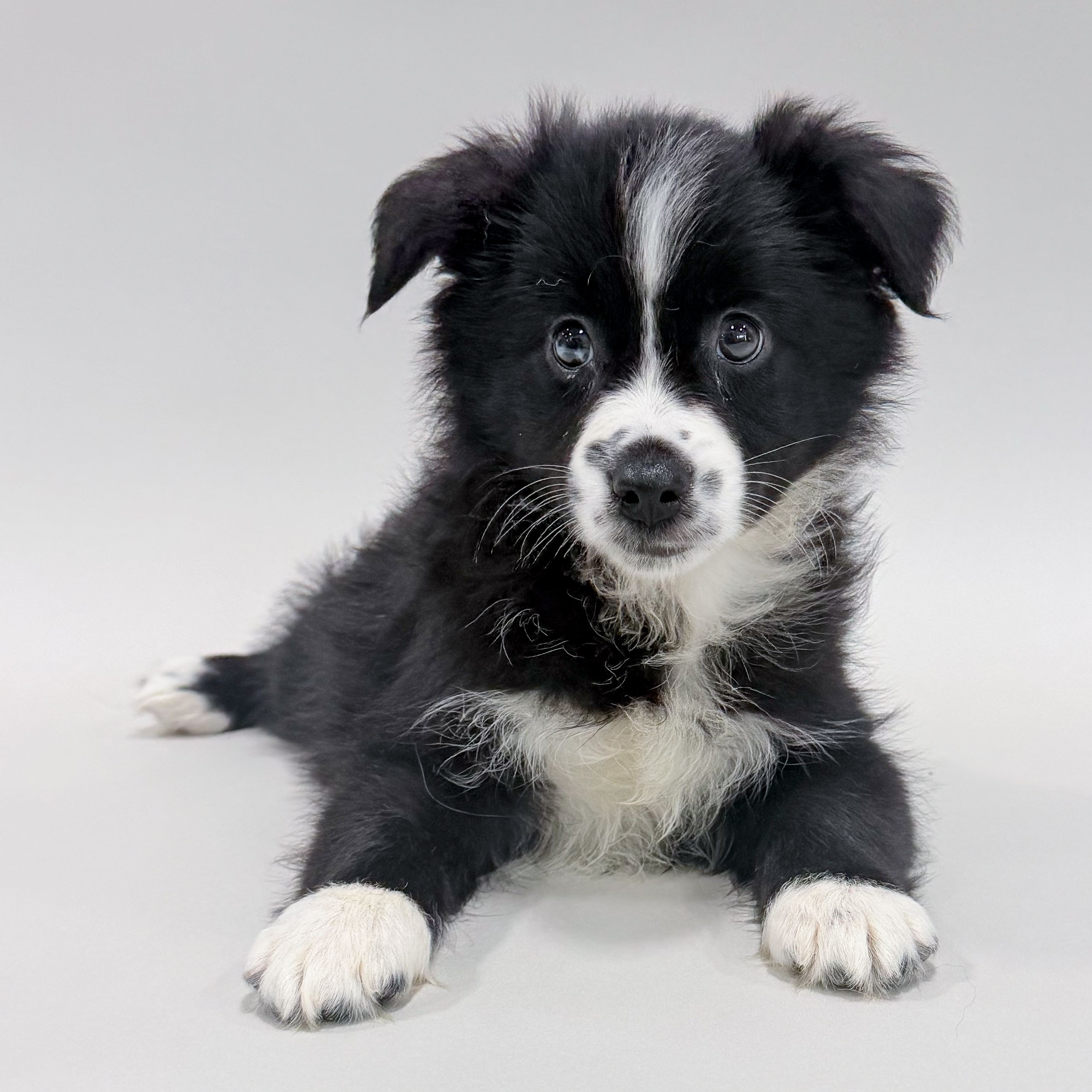 Boo the Mini Australian Shepherd puppy
