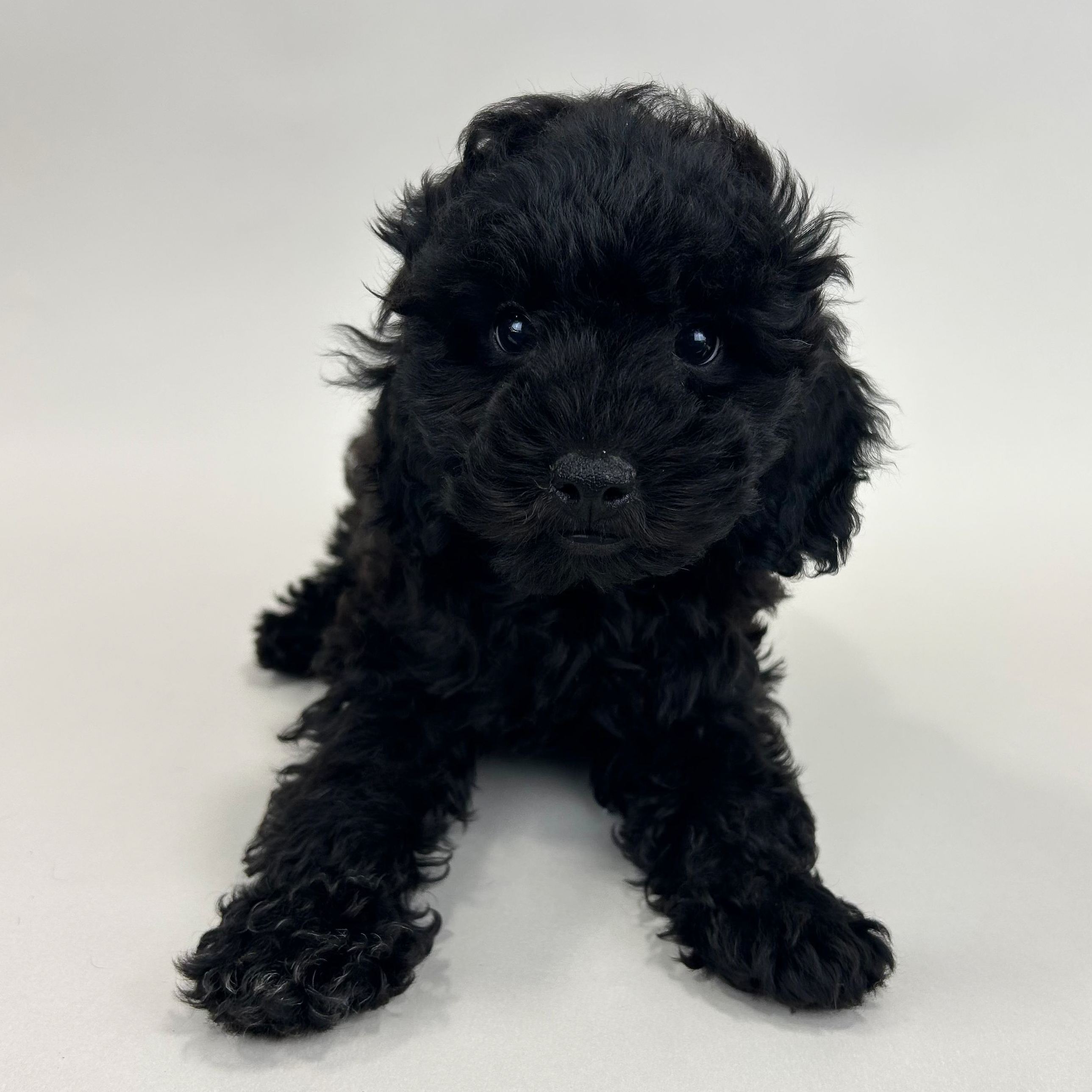 George the Mini Poodle puppy