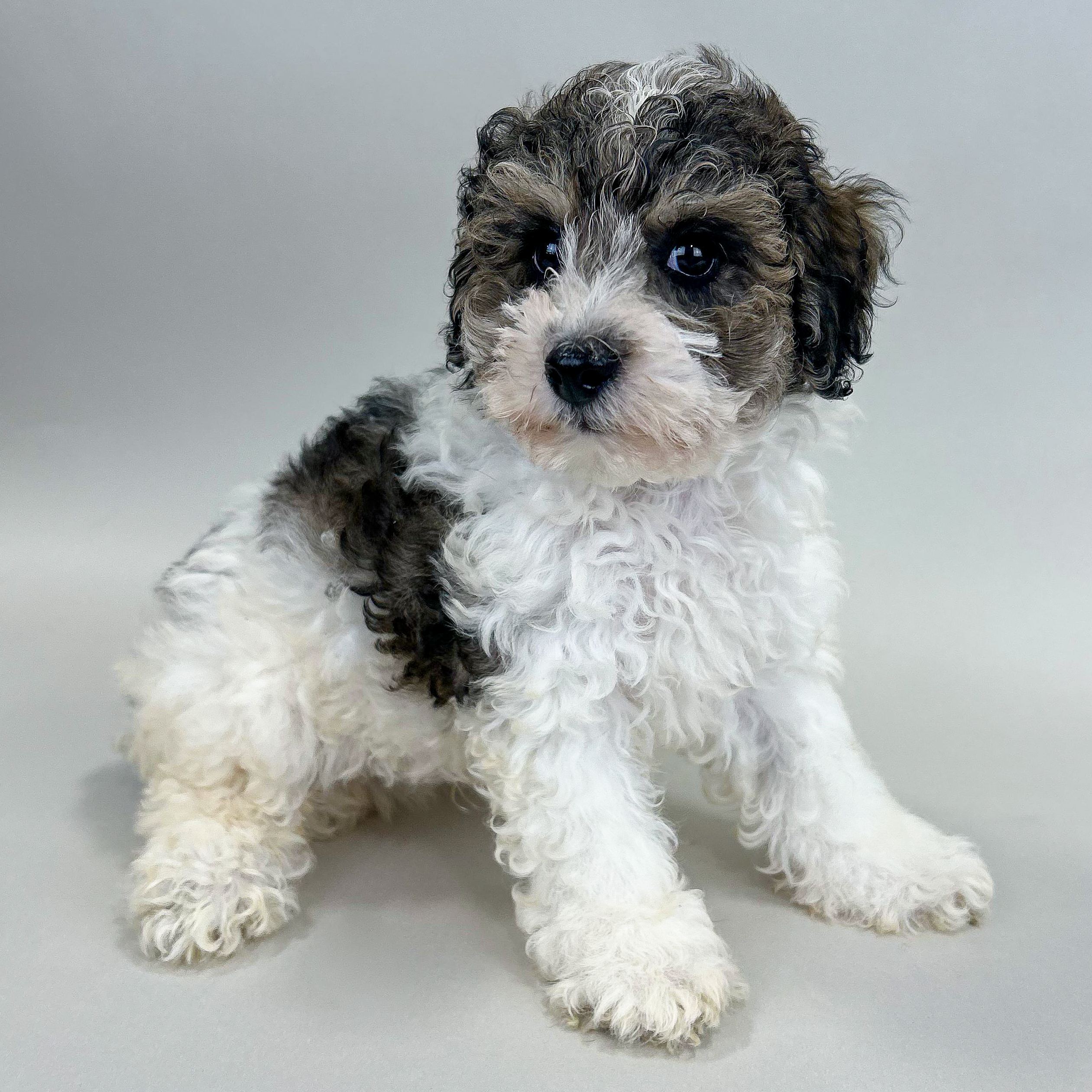 Wilbur the Toy Poodle puppy