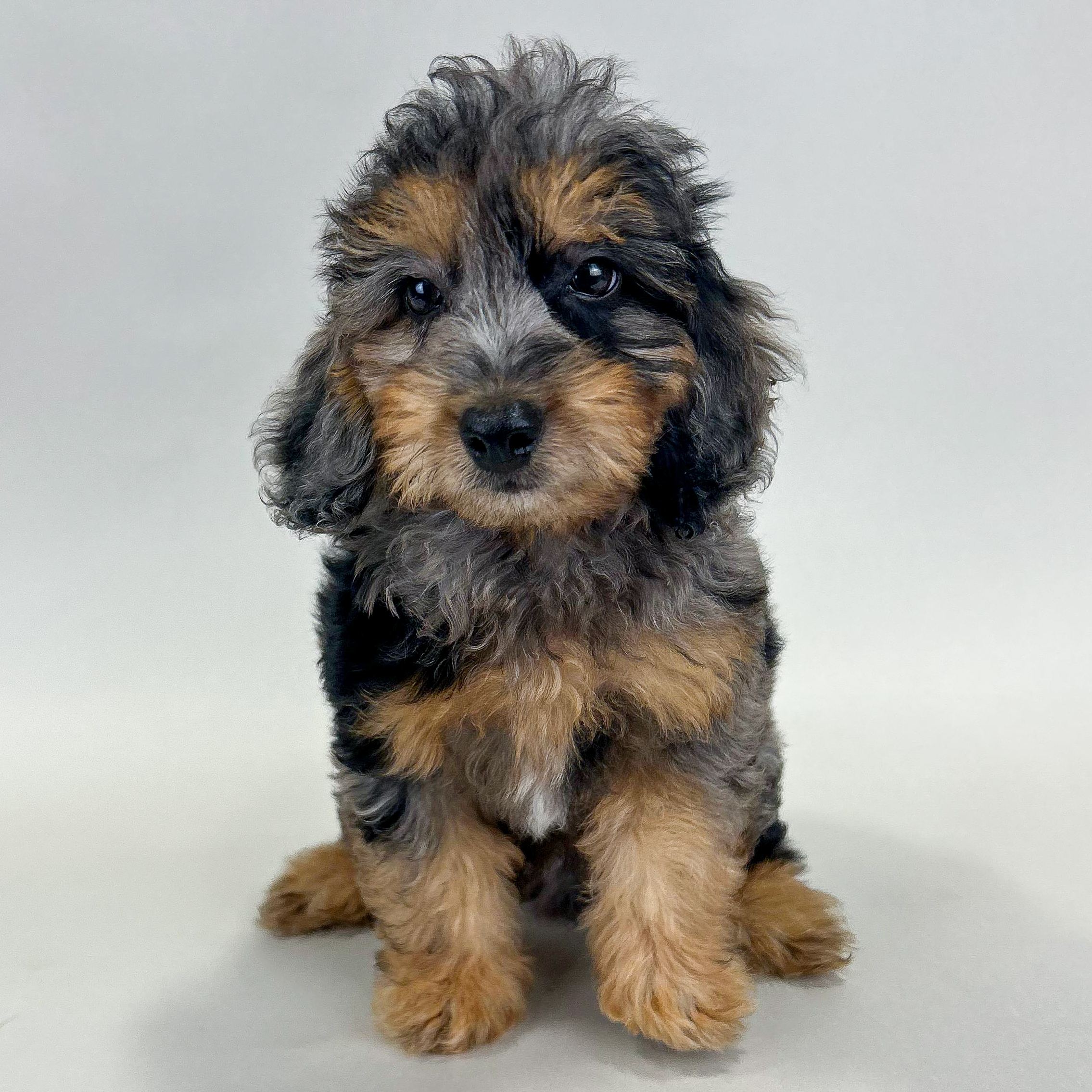 Robert the Doxiepoo puppy