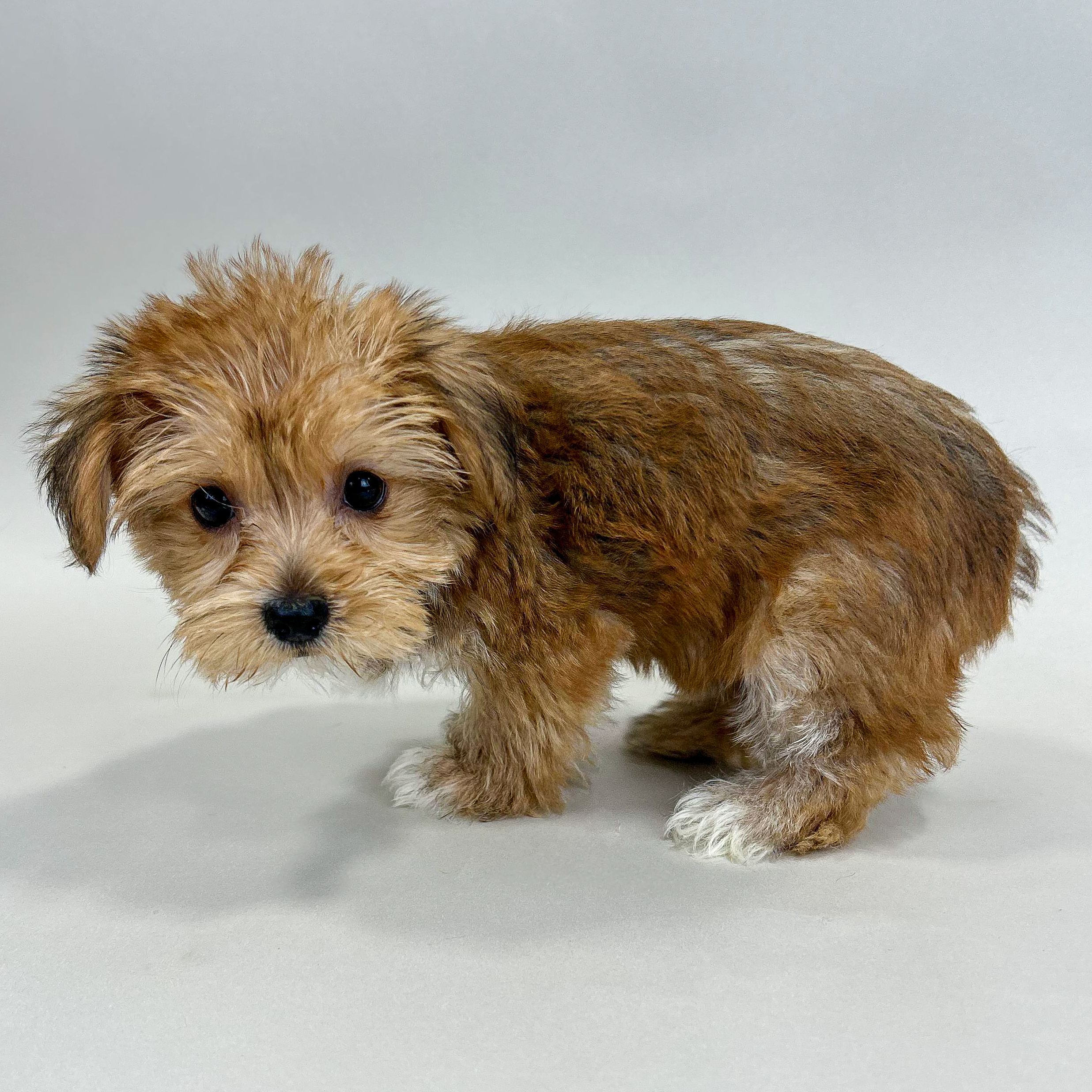 Lizzy the Havapoo puppy