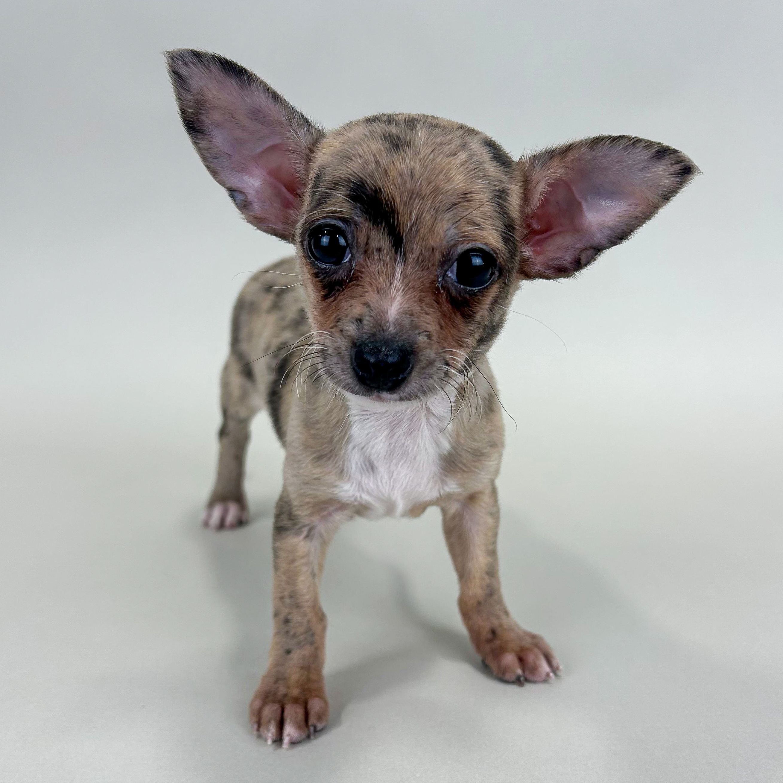 Alex the Chihuahua puppy