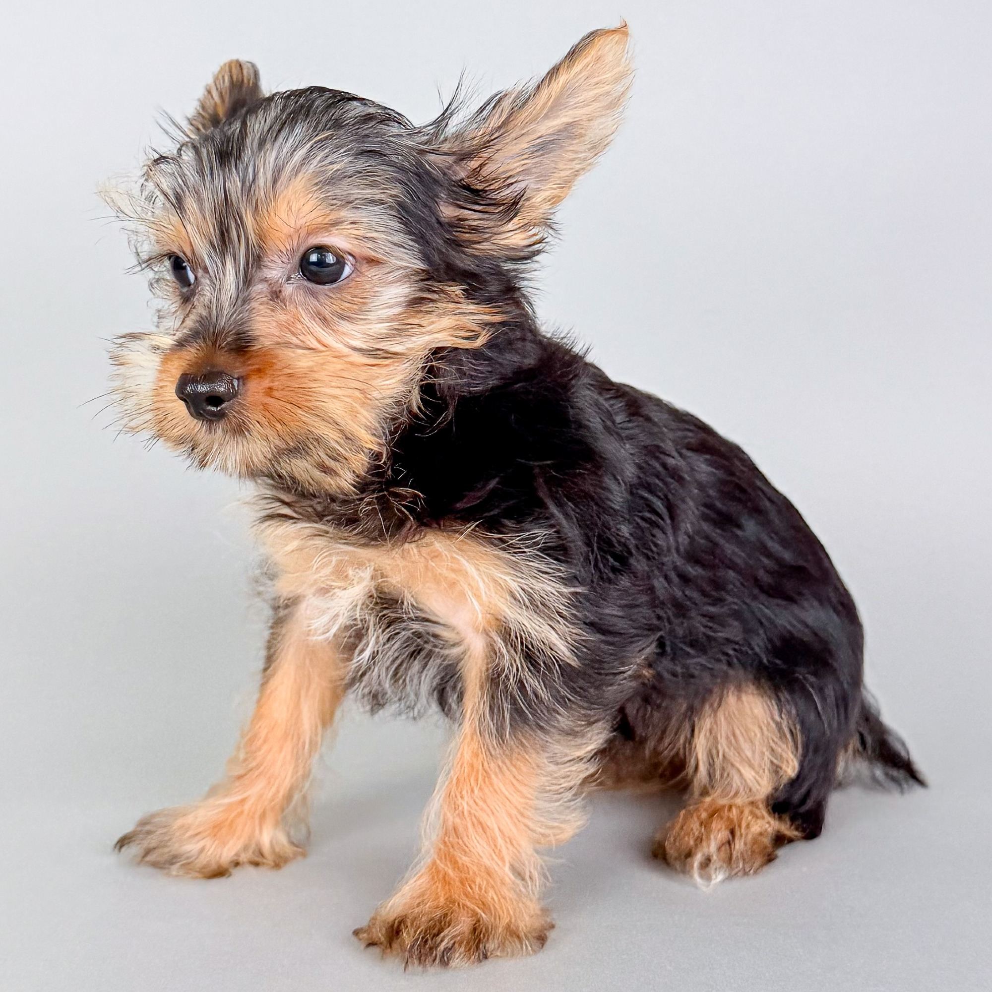 Tristan thumbnail 2
