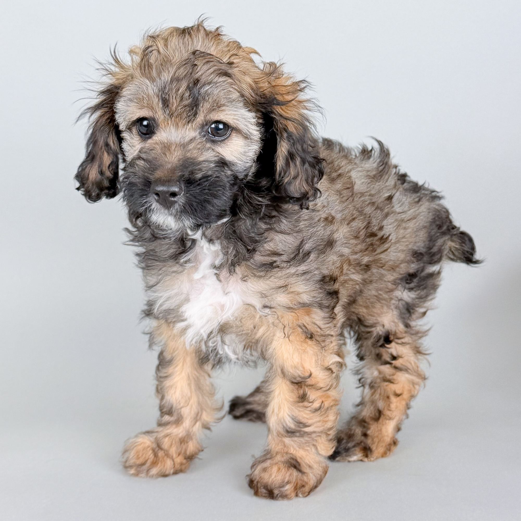 Alyssa the Havapoo puppy