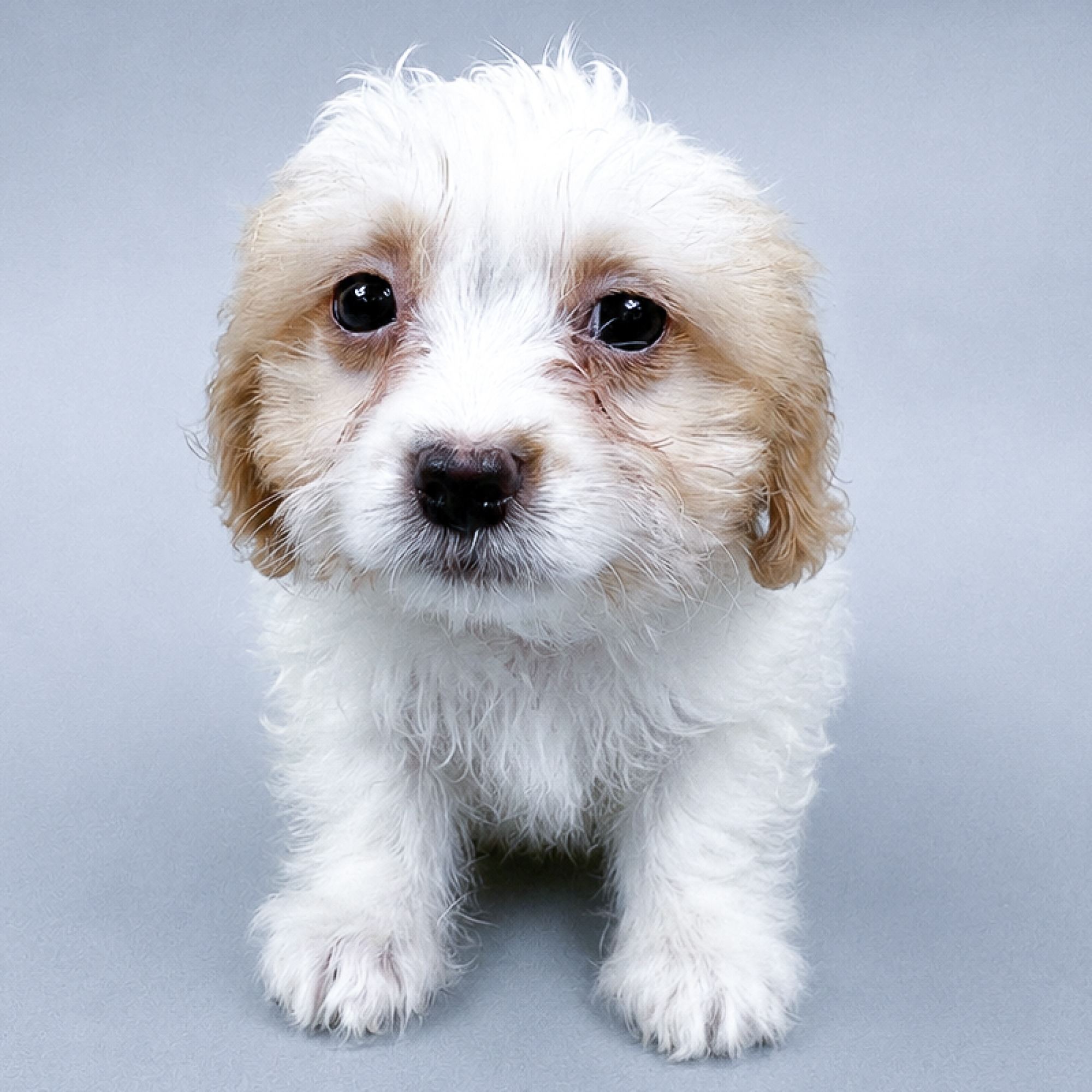Ursula the Teddy Bear puppy